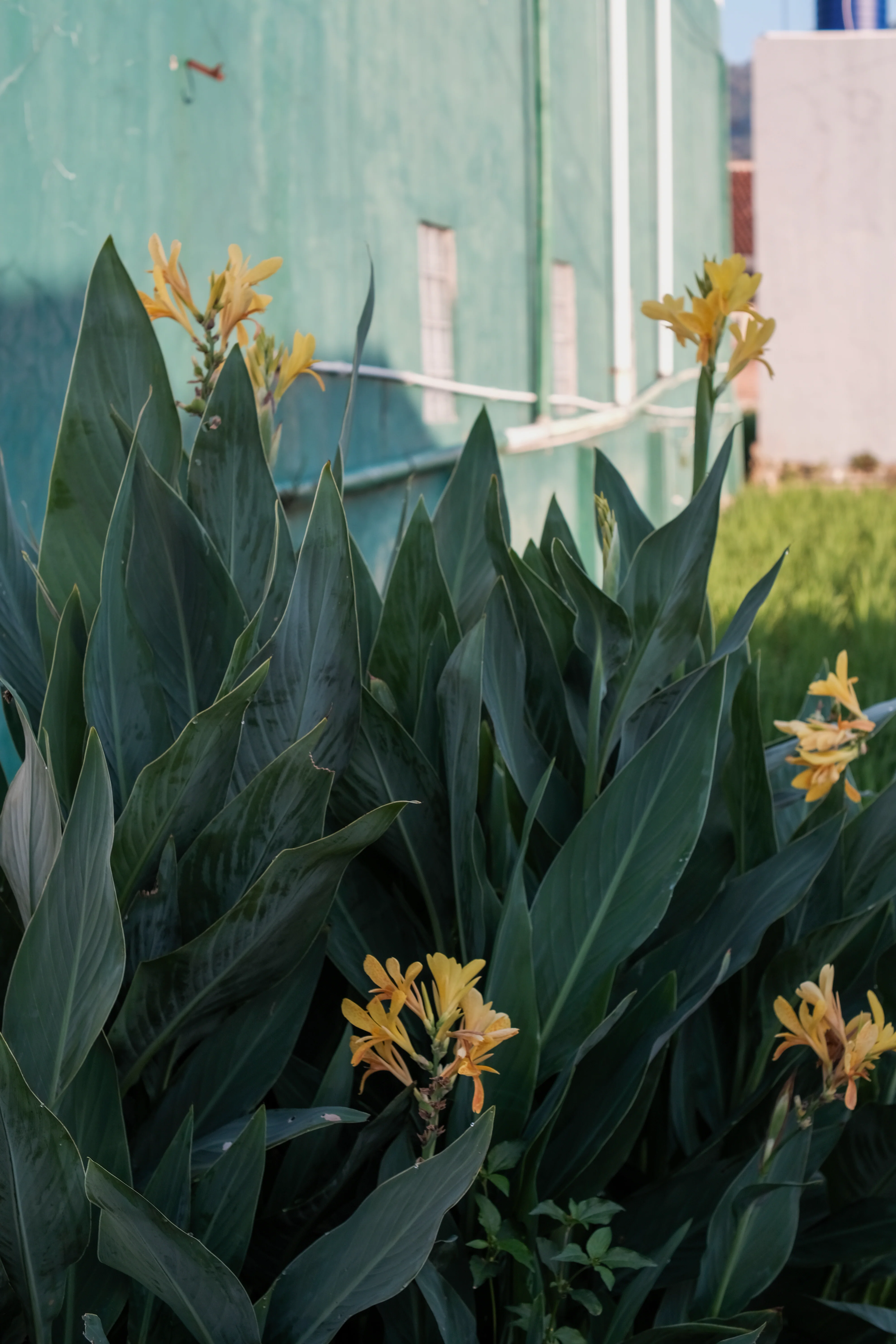 Texas Water Canna - Image 3