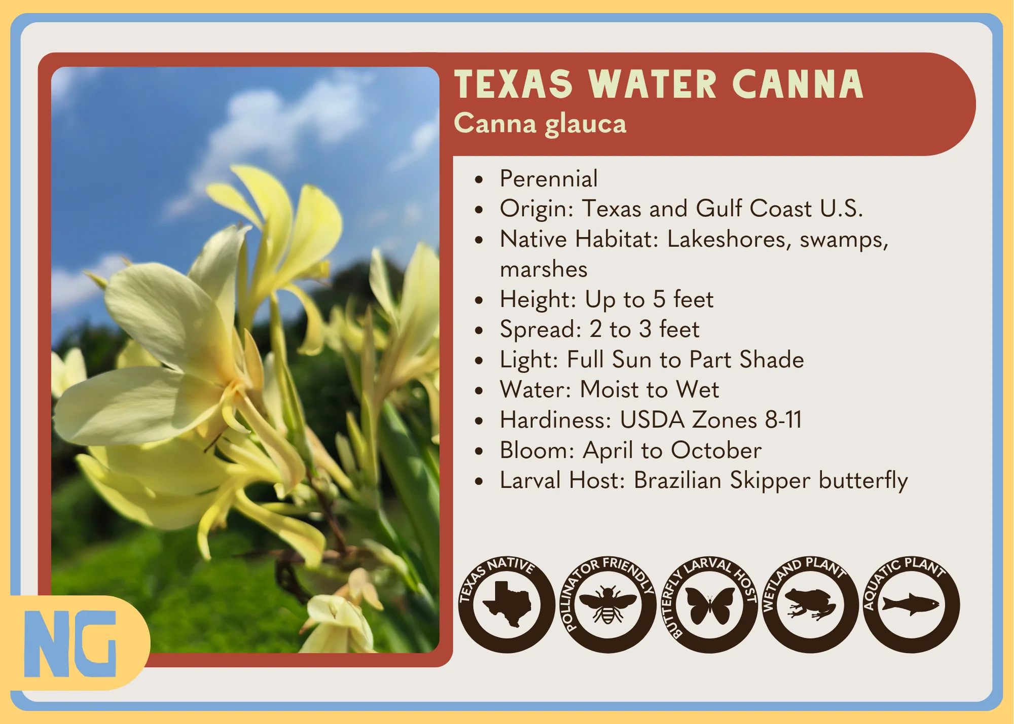 Texas Water Canna - Image 4