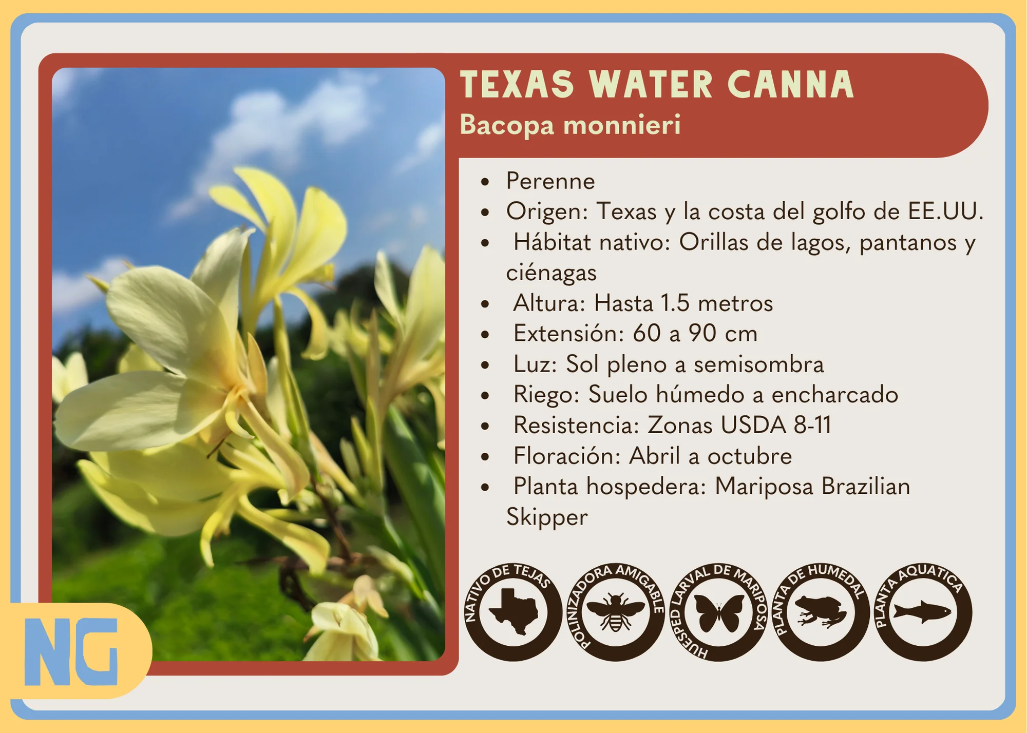 Texas Water Canna - Image 5