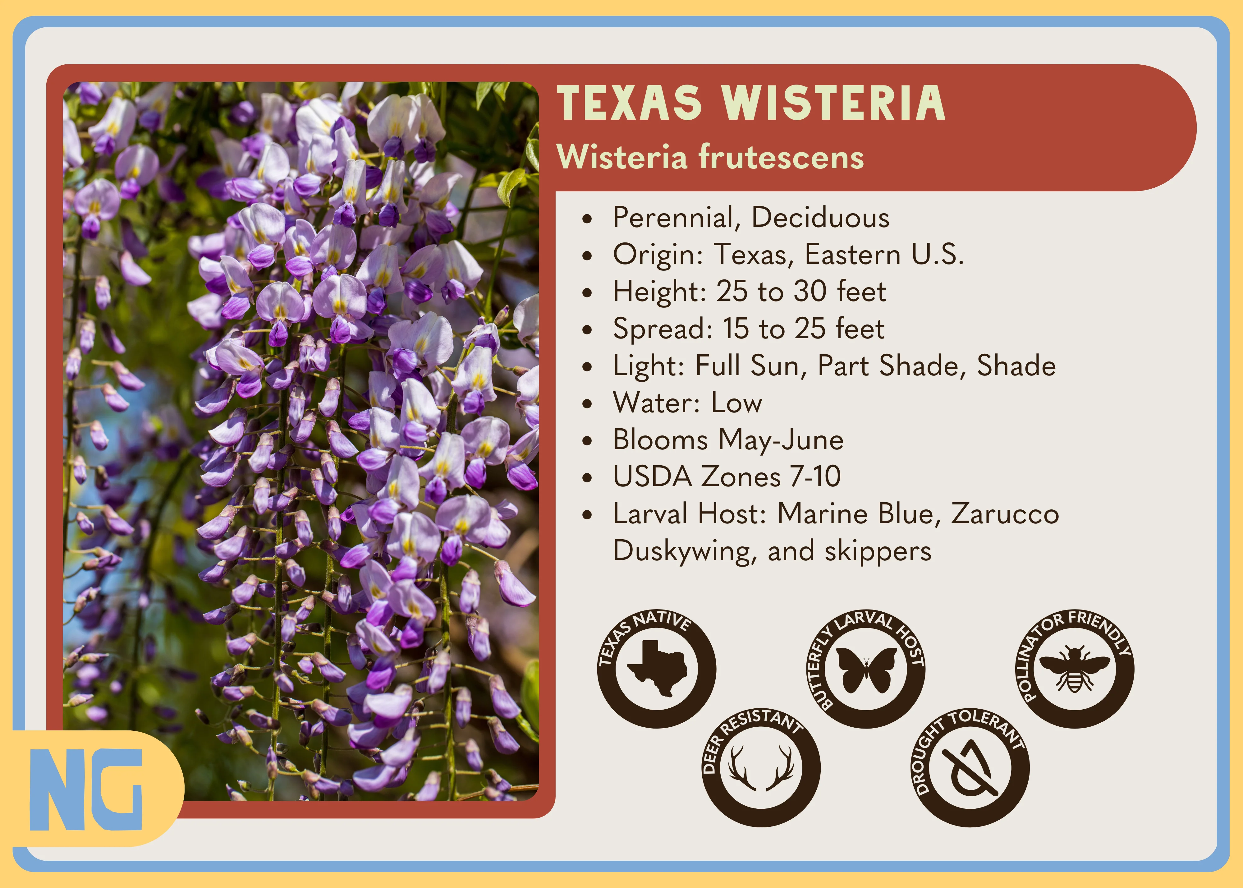 Texas Wisteria - Image 3