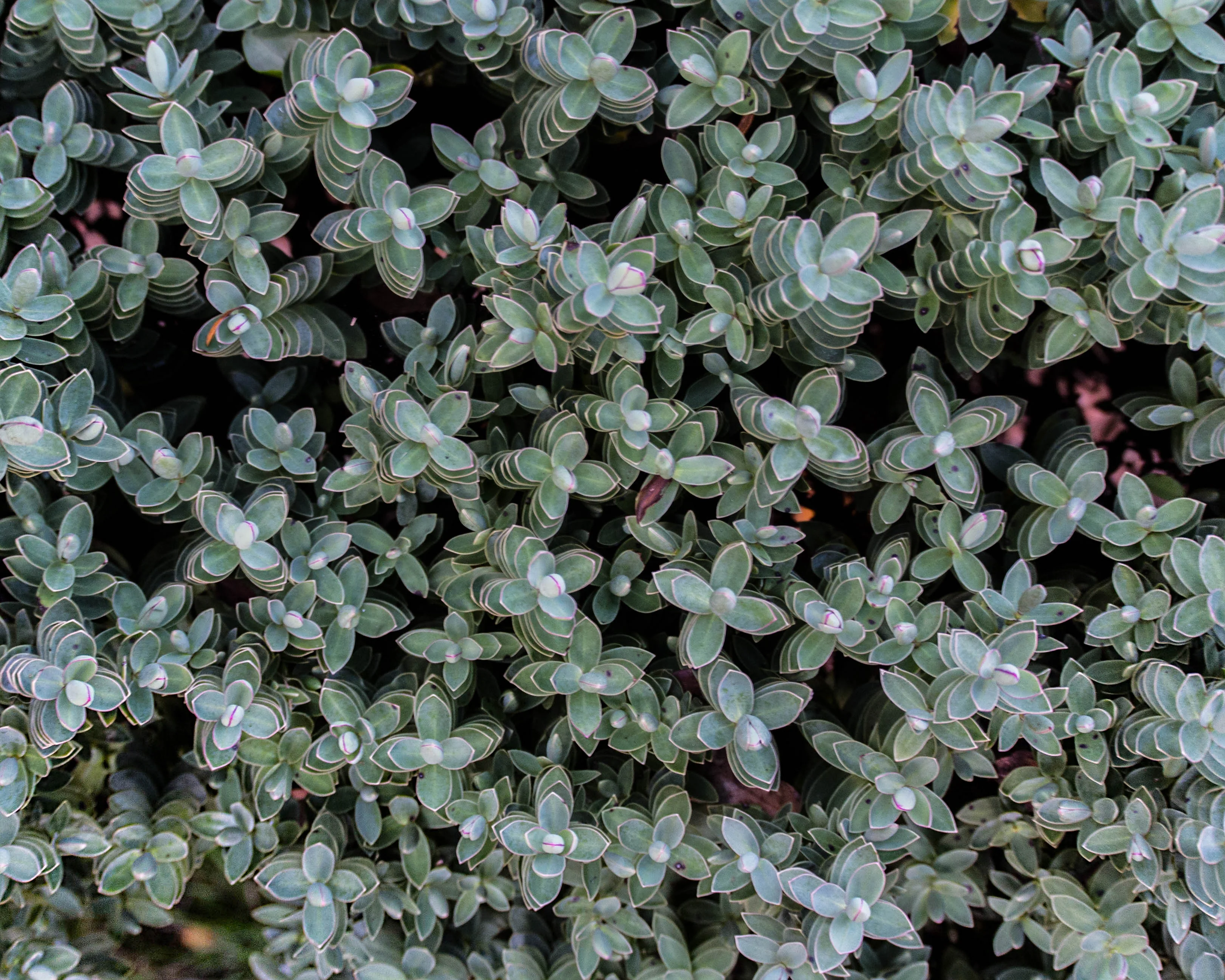 English Thyme - Image 2