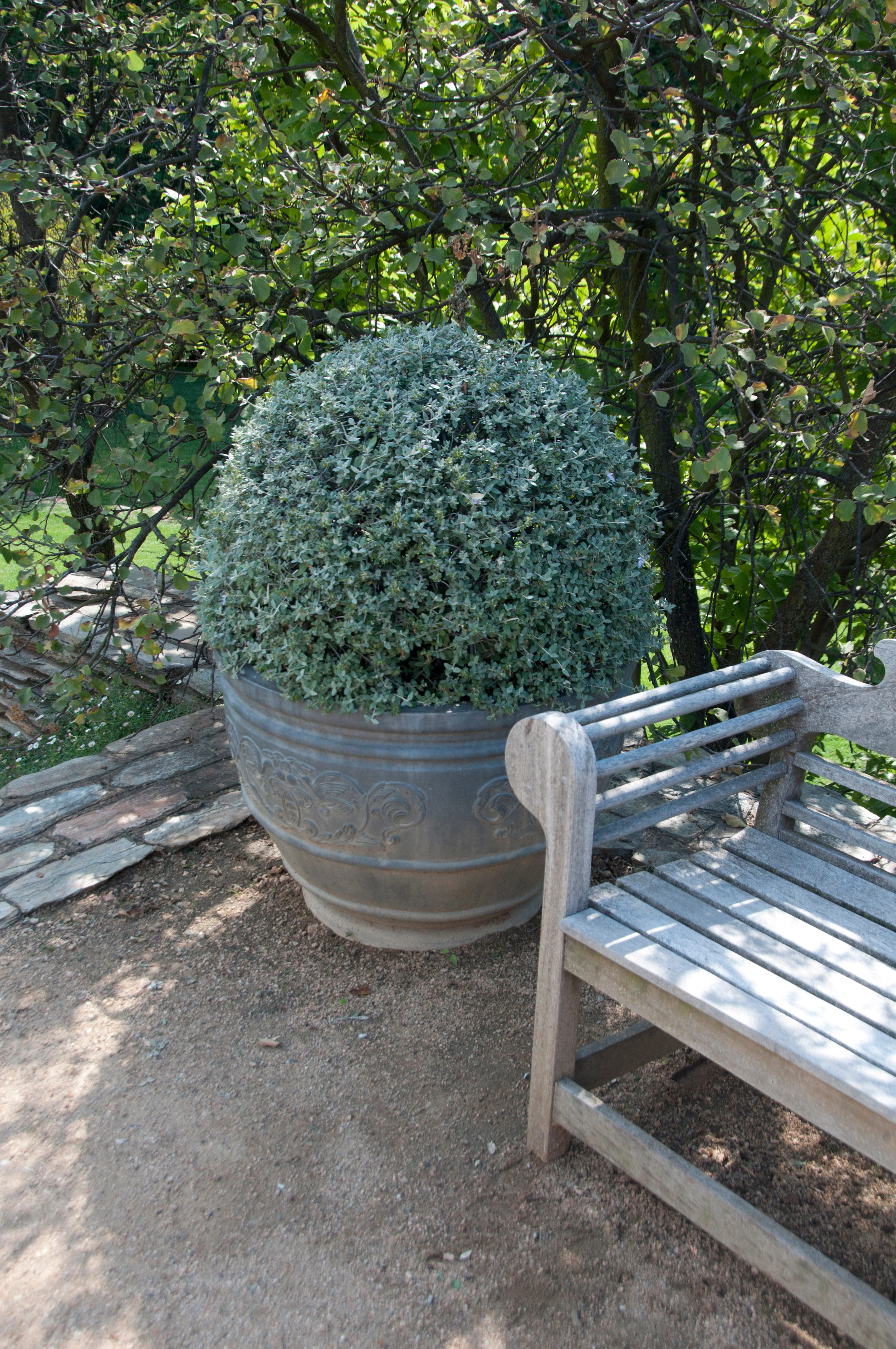 Tree Germander - Image 4