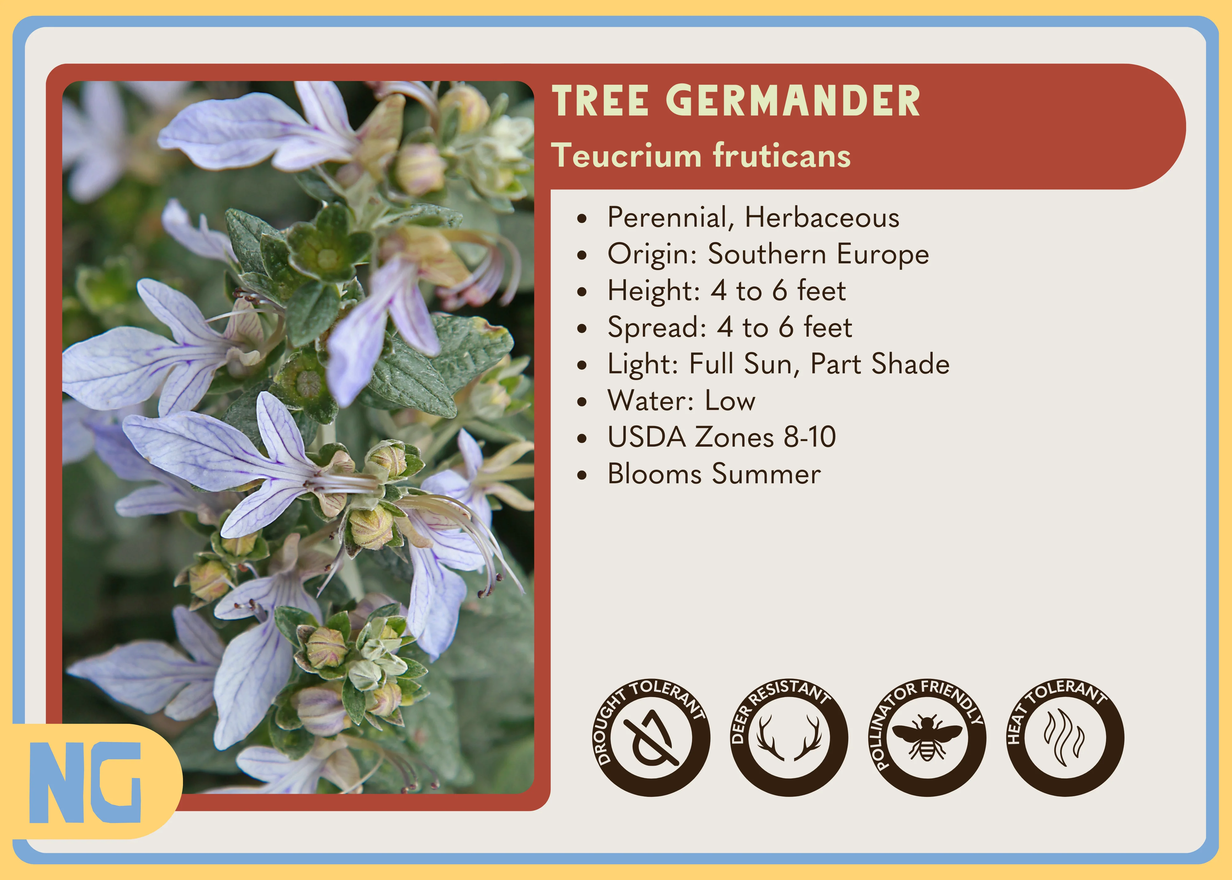 Tree Germander - Image 5