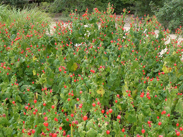 Turk's Cap - Image 3