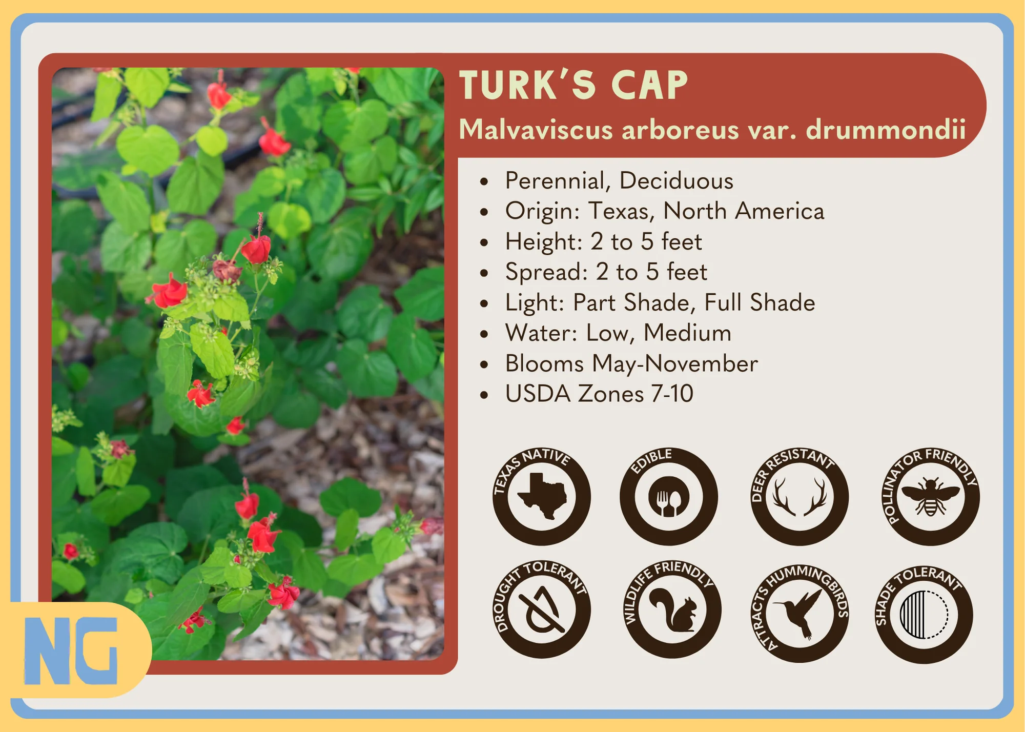 Turk's Cap - Image 4