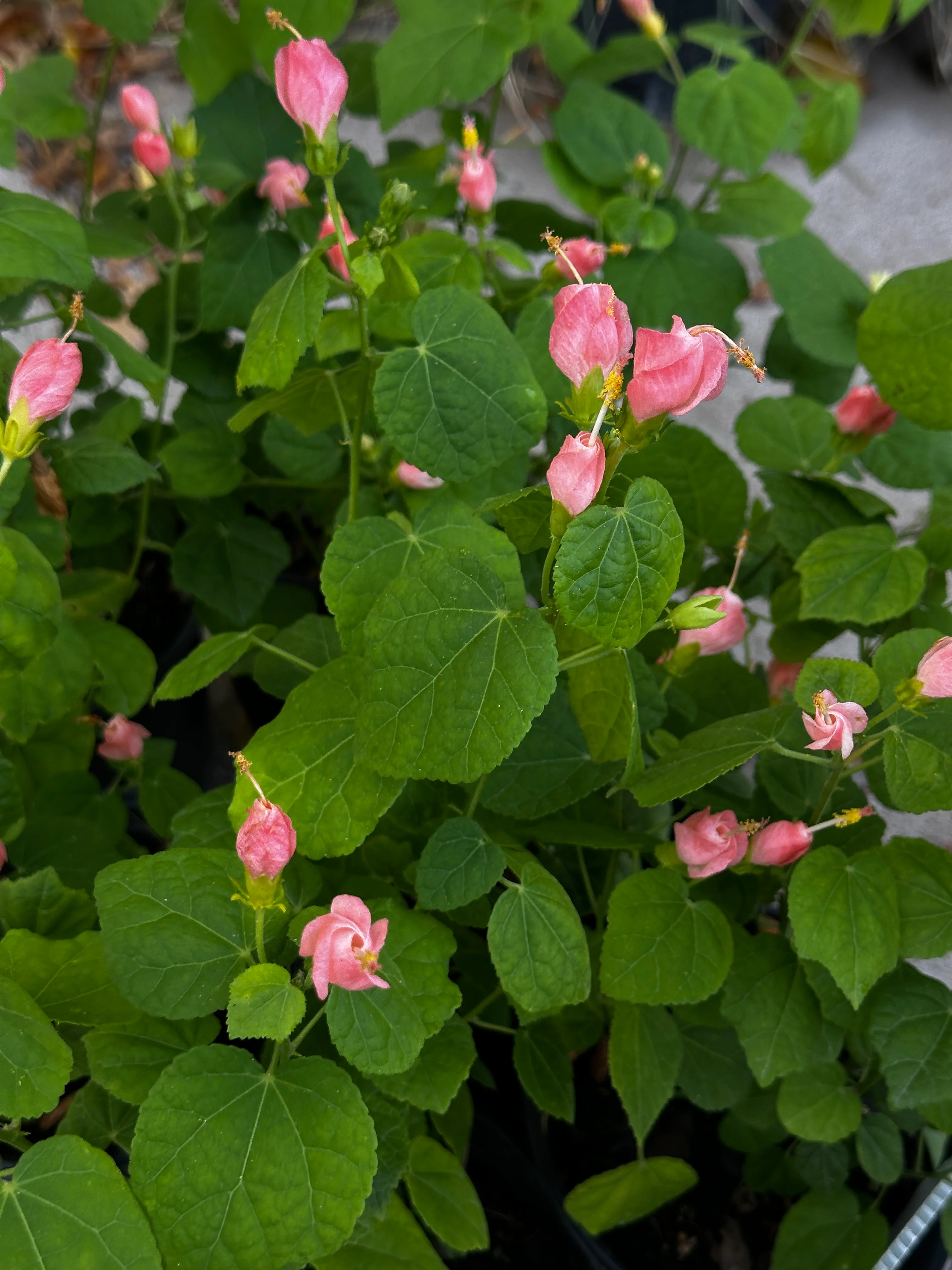 Turk's Cap 'Pink' - Image 3