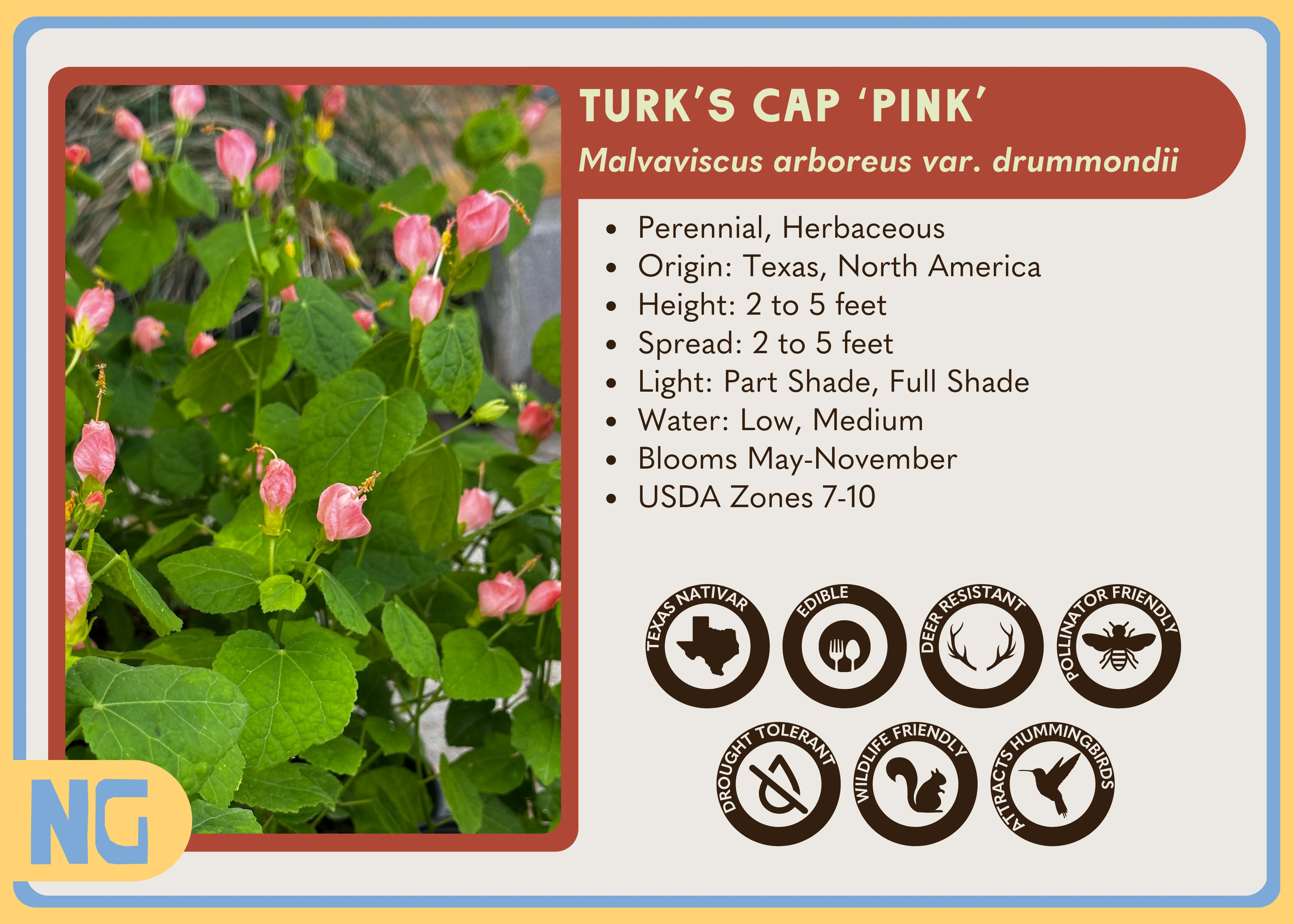 Turk's Cap 'Pink' - Image 4