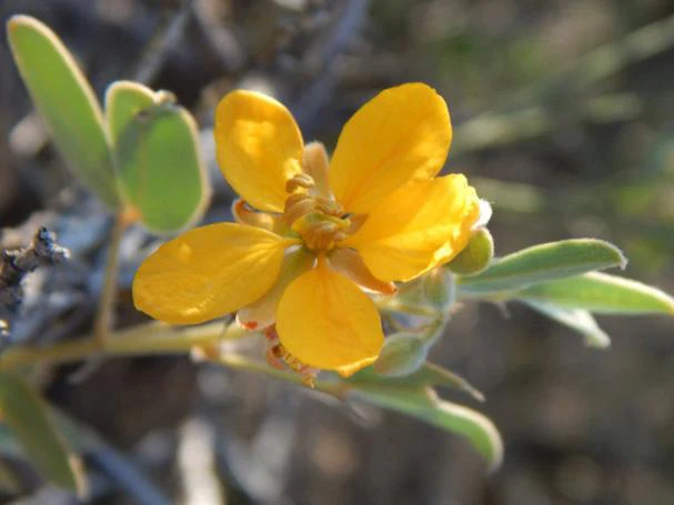 Twinleaf Senna - Image 3
