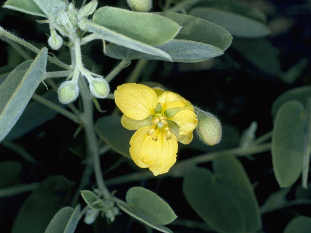 Twinleaf Senna - Image 4