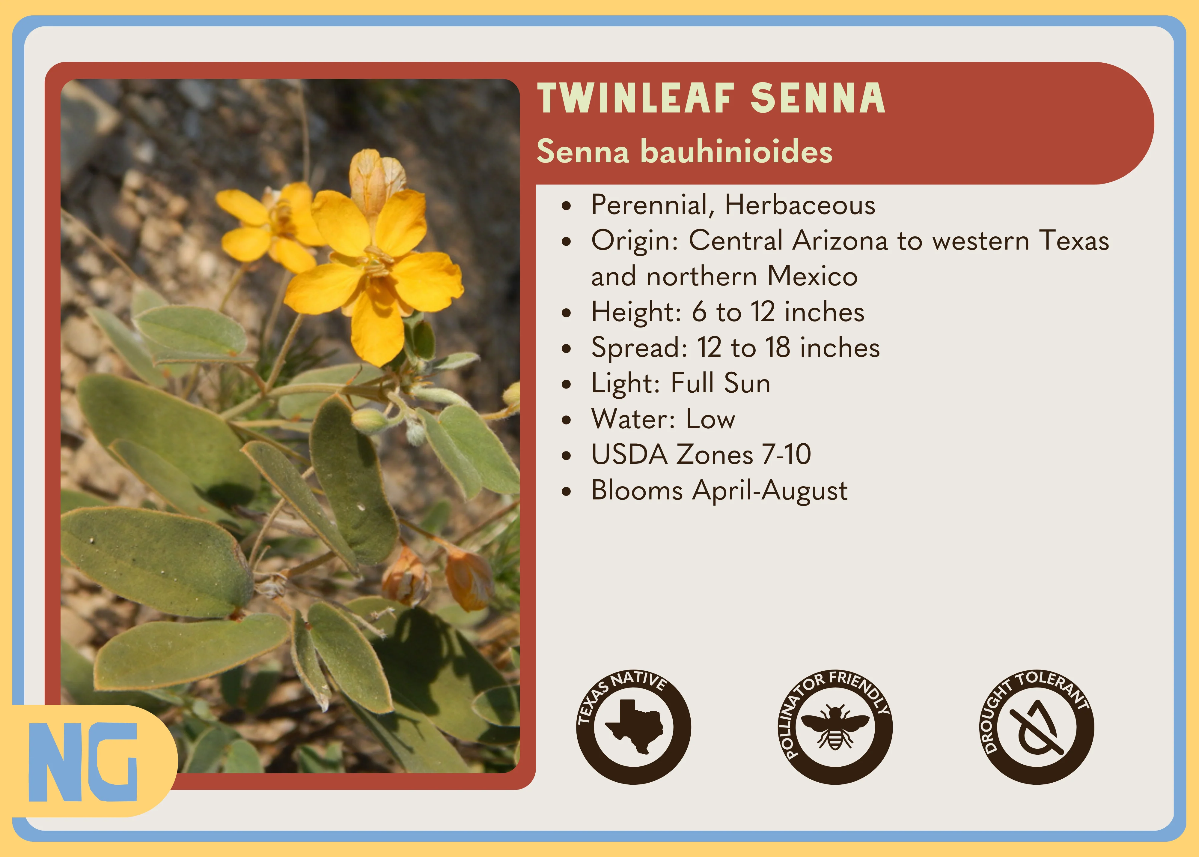 Twinleaf Senna - Image 5