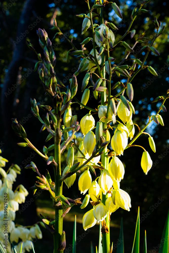 Twistleaf Yucca 'Green' - Image 2