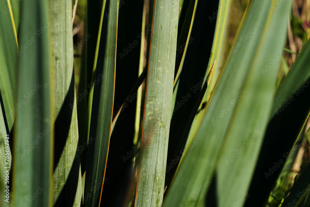 Twistleaf Yucca 'Green' - Image 3