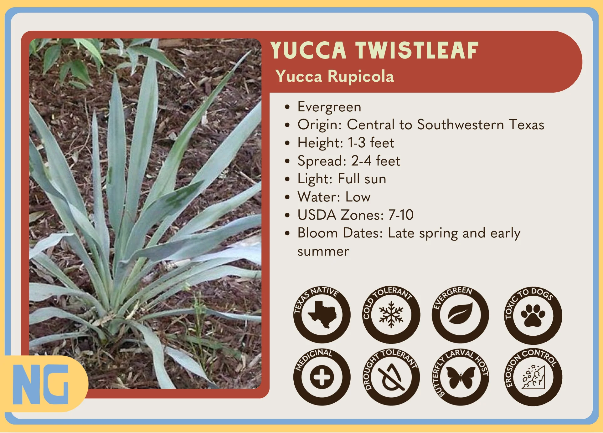 Twistleaf Yucca 'Green' - Image 4