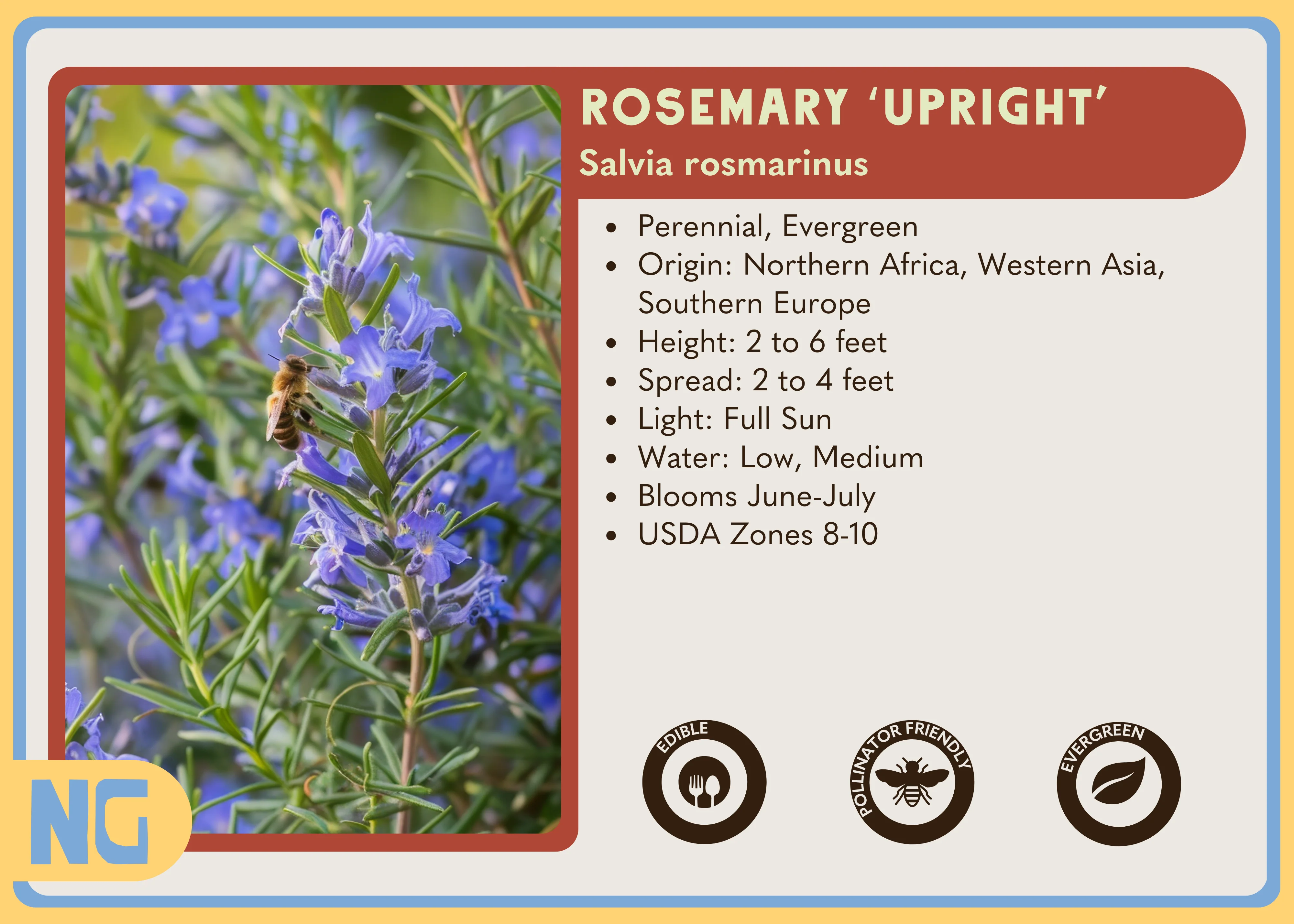 Upright Rosemary - Image 3