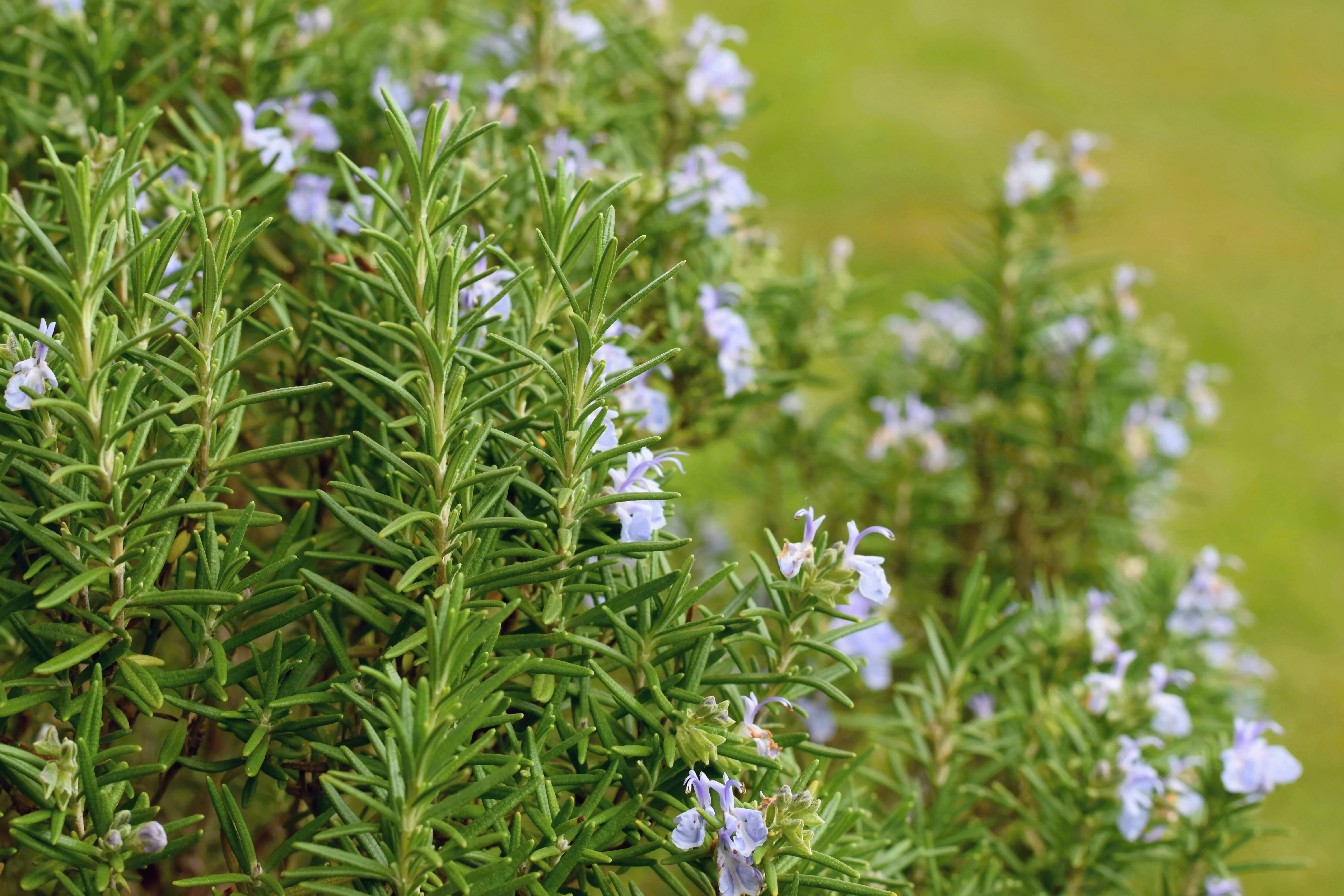 Upright Rosemary - Image 4
