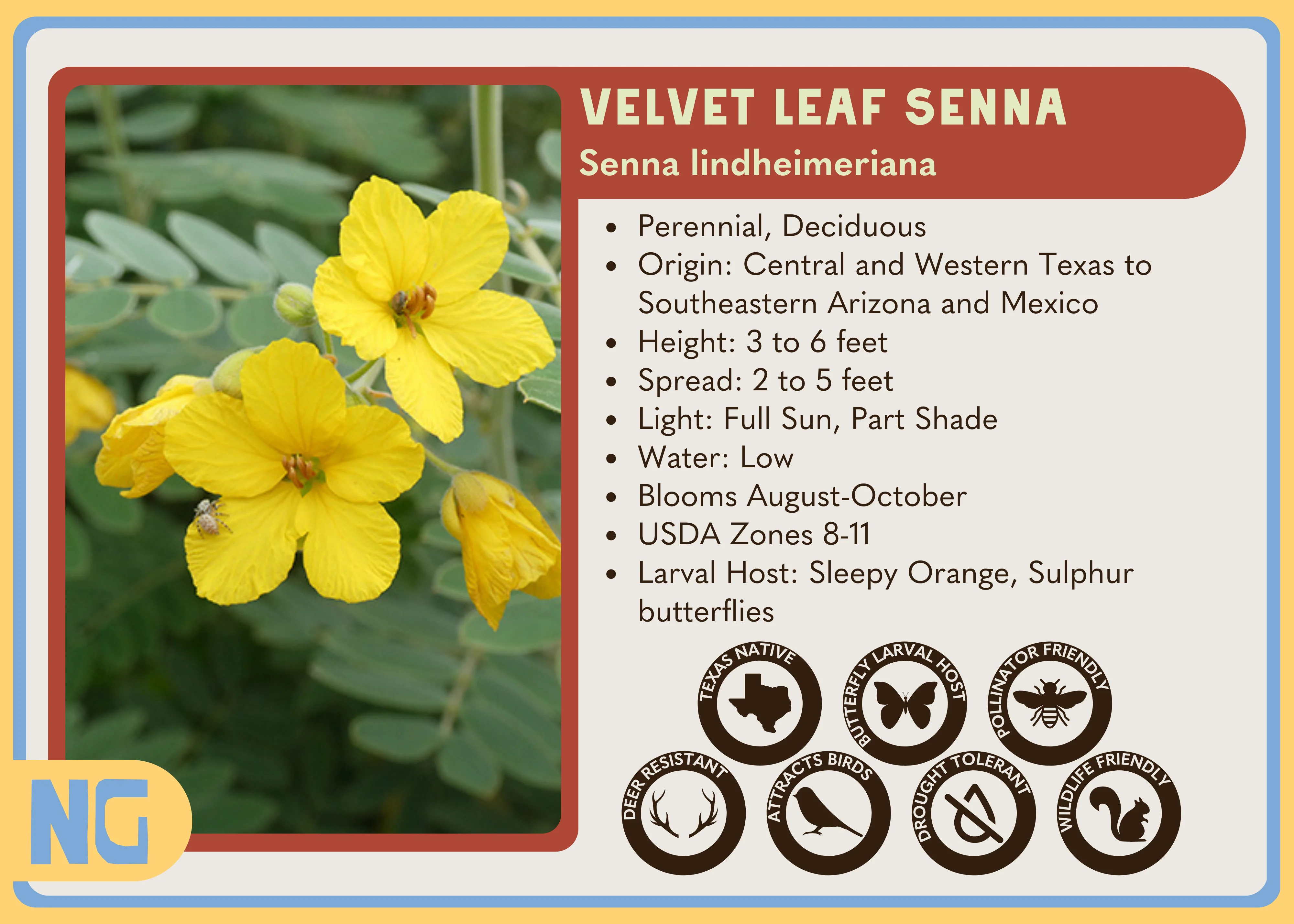 Velvet Leaf Senna - Image 3