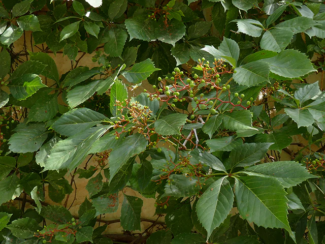 Virginia Creeper - Image 3