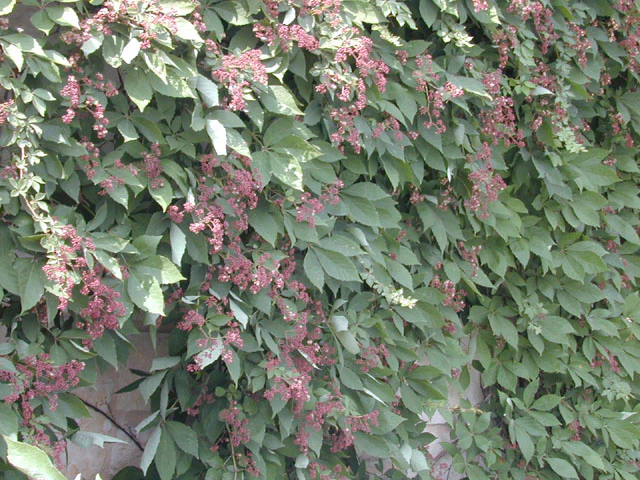 Virginia Creeper - Image 4