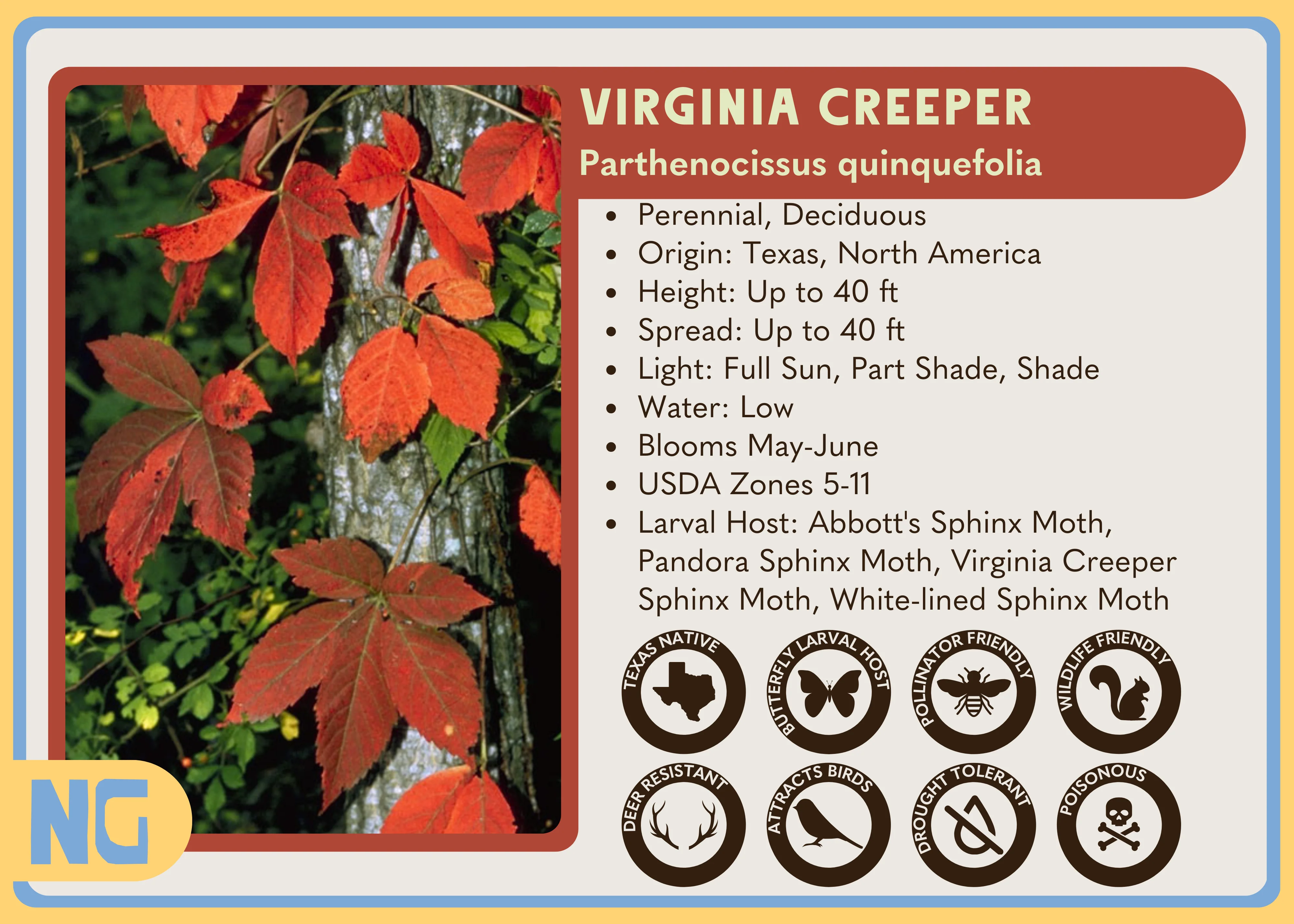 Virginia Creeper - Image 5
