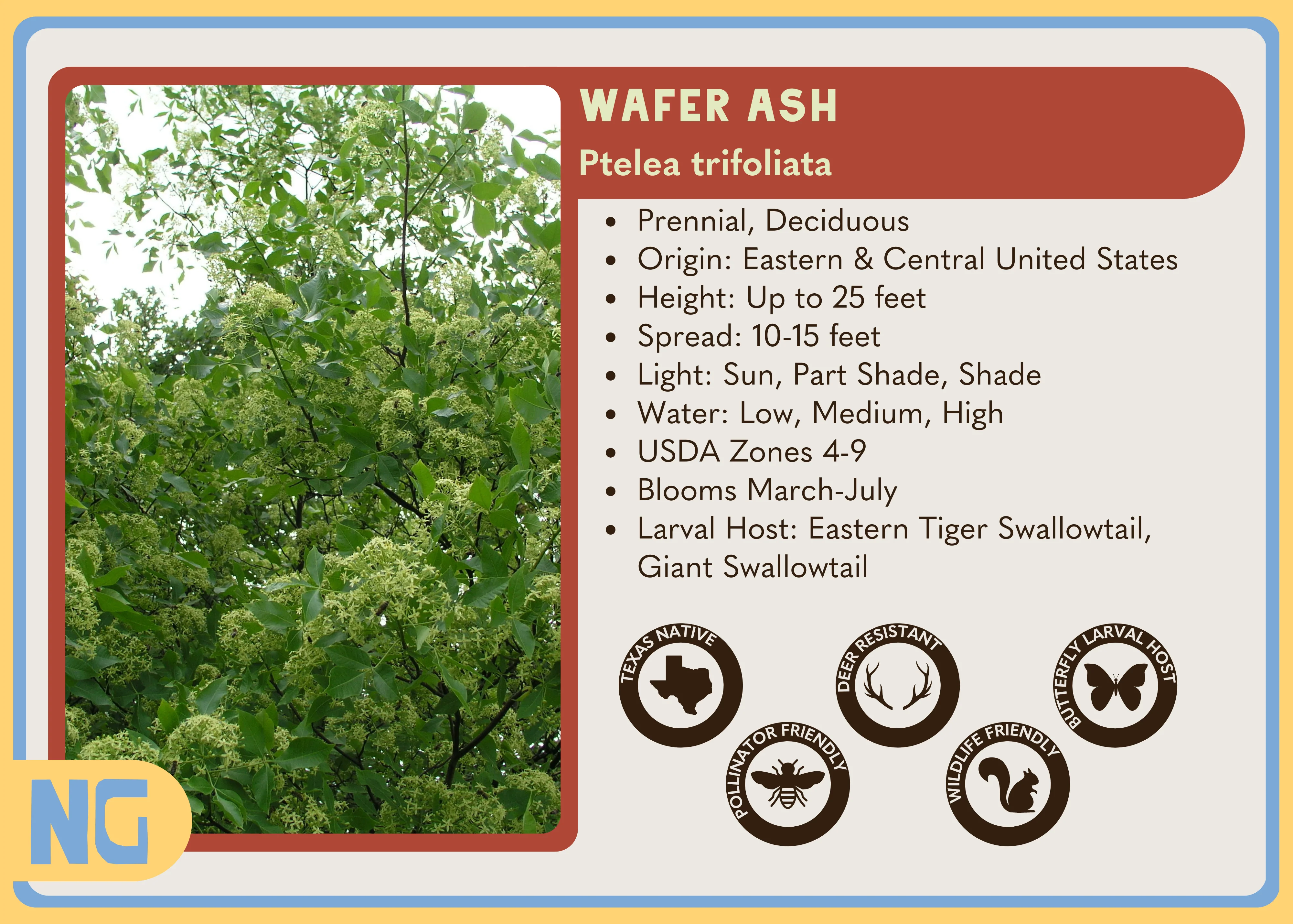 Wafer Ash - Image 6