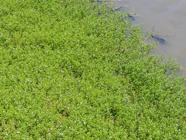 Water Hyssop - Image 2