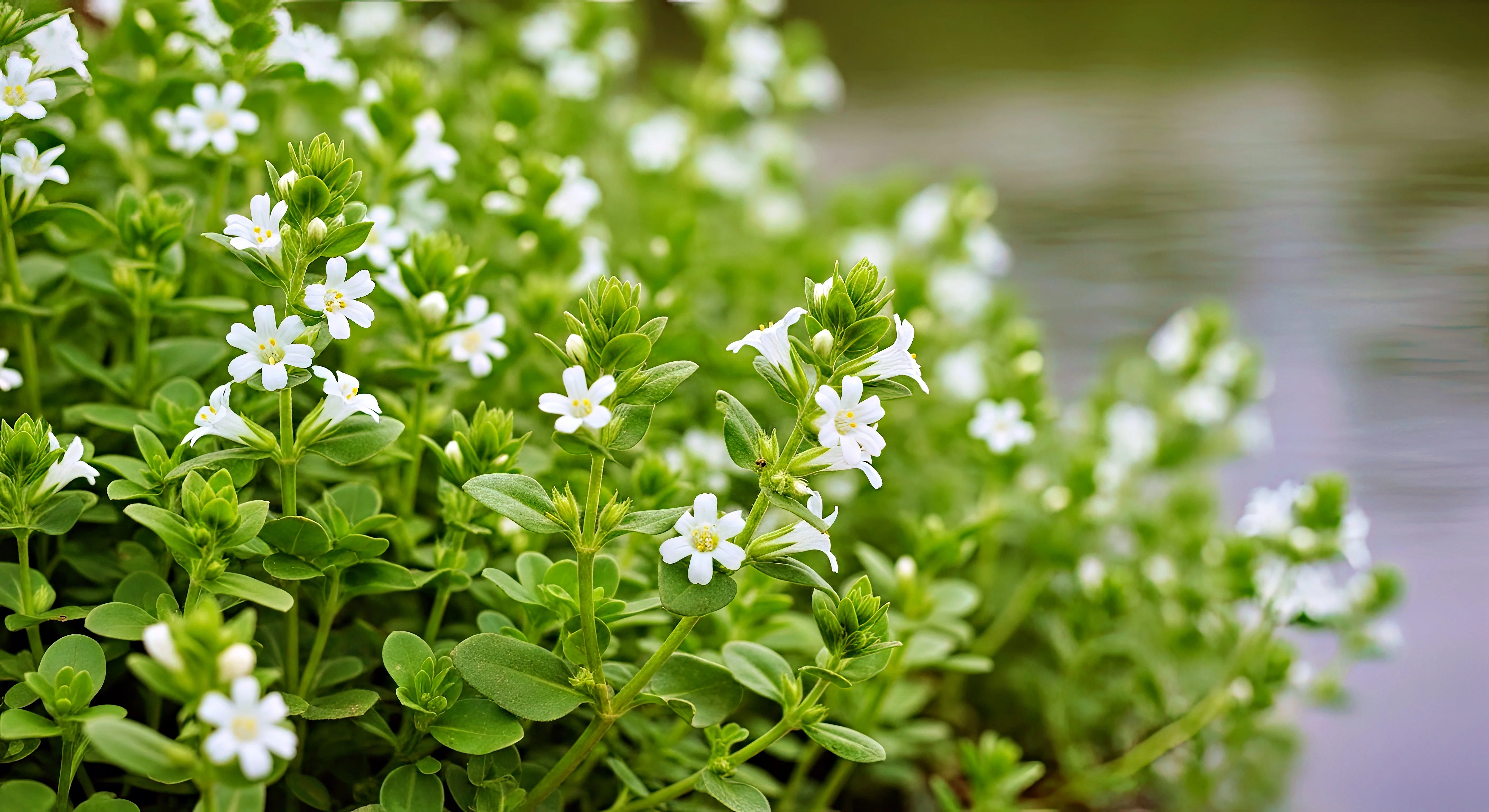 Water Hyssop - Image 3