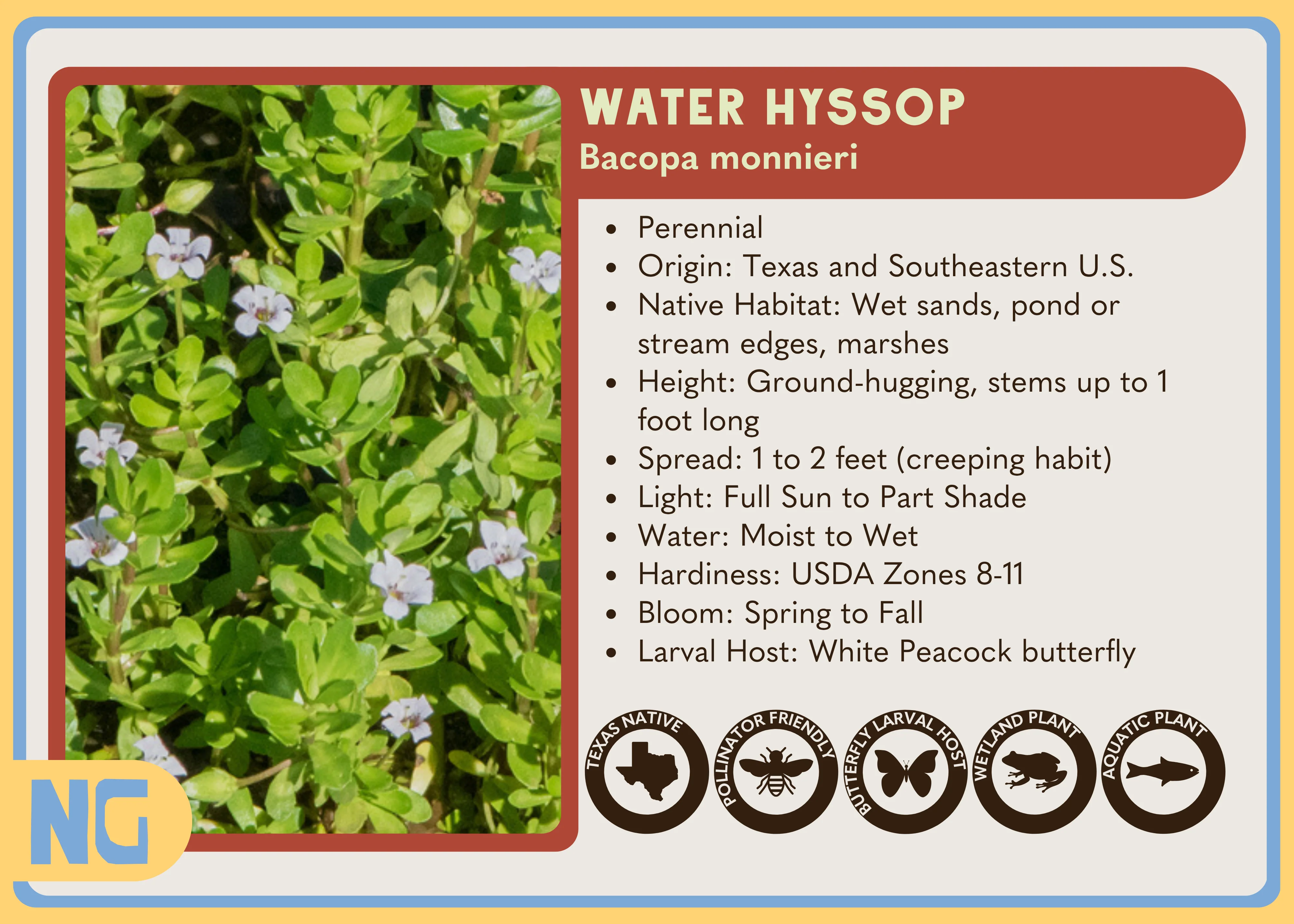 Water Hyssop - Image 4