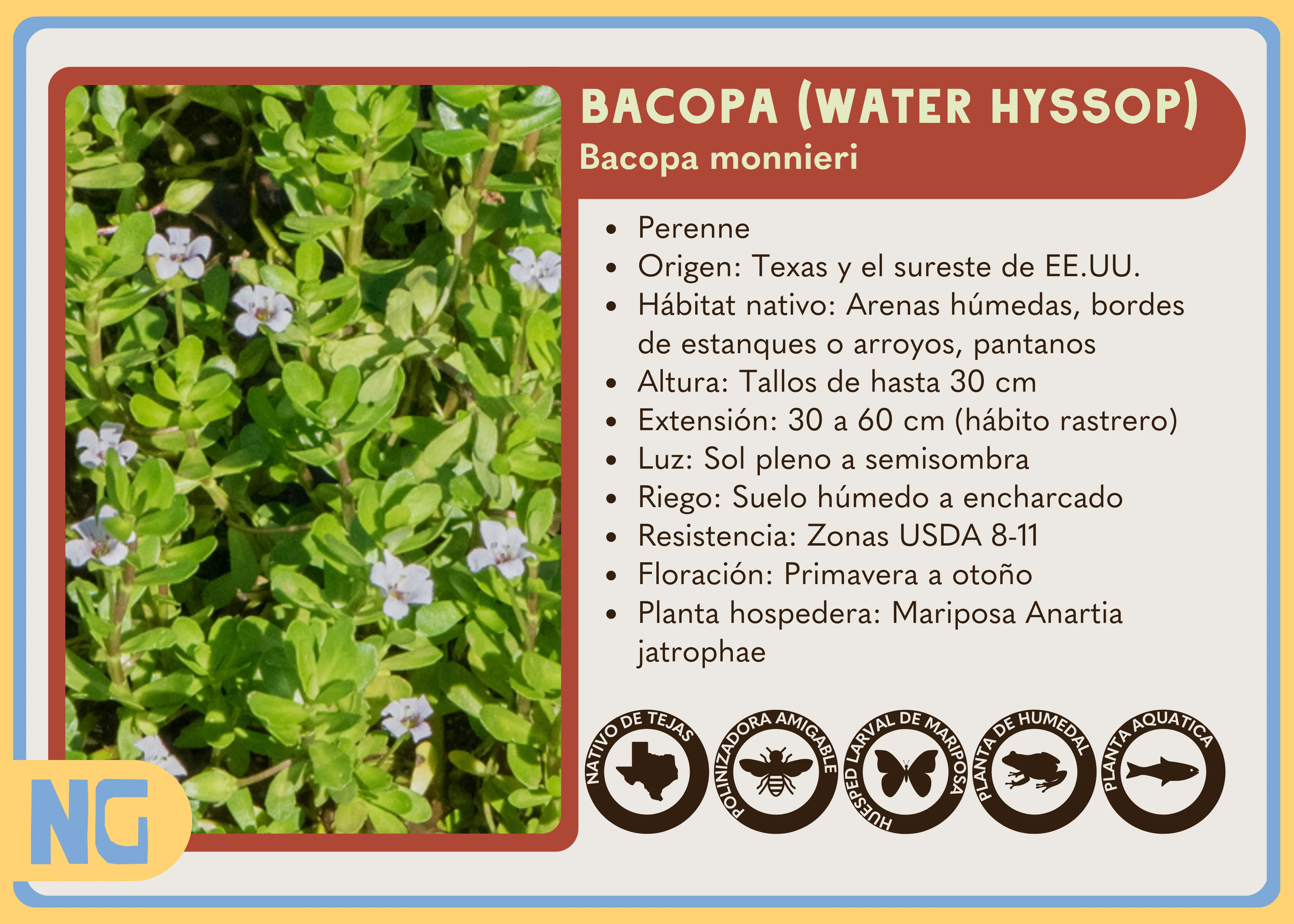 Water Hyssop - Image 5