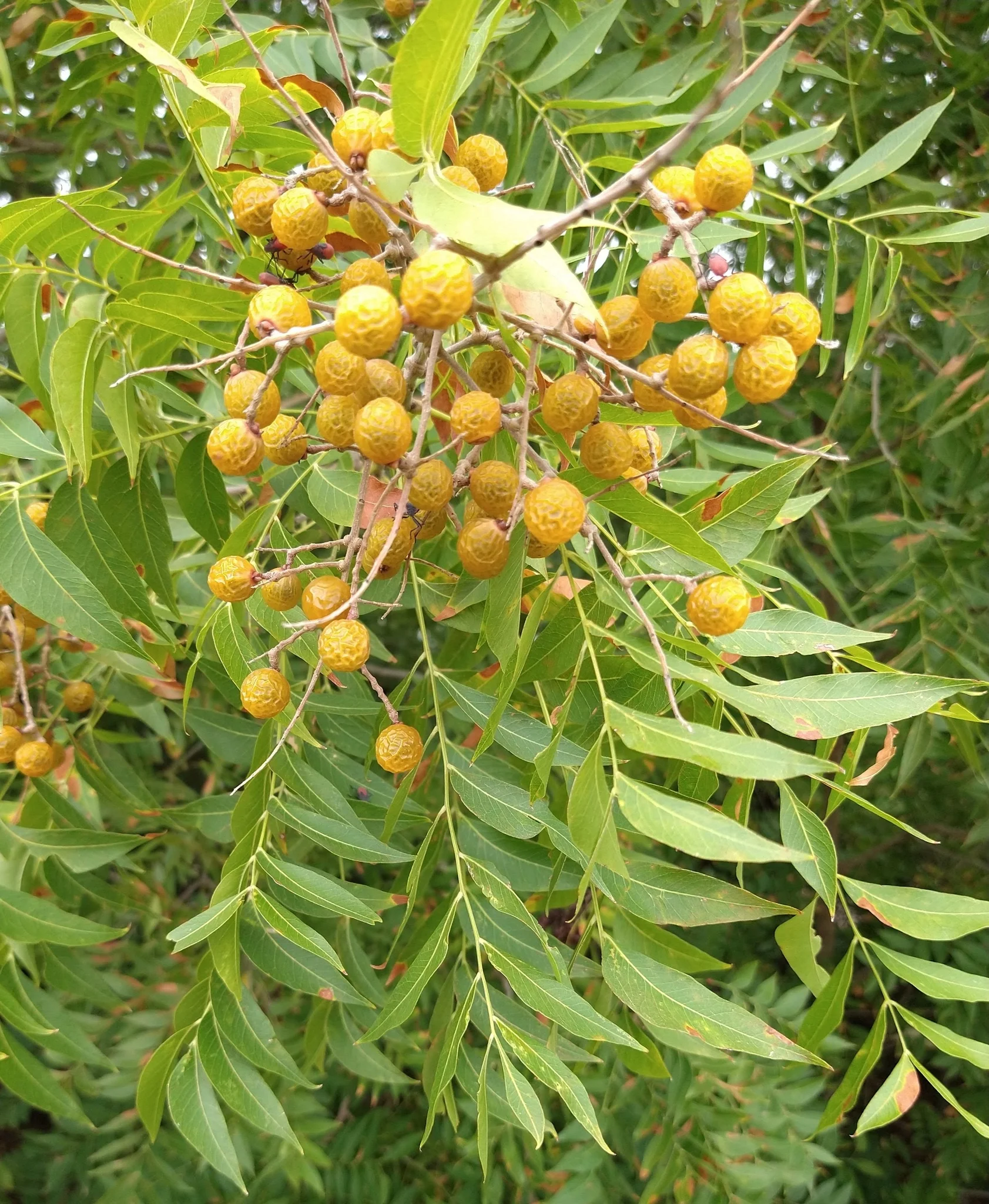 Western Soapberry - Image 3