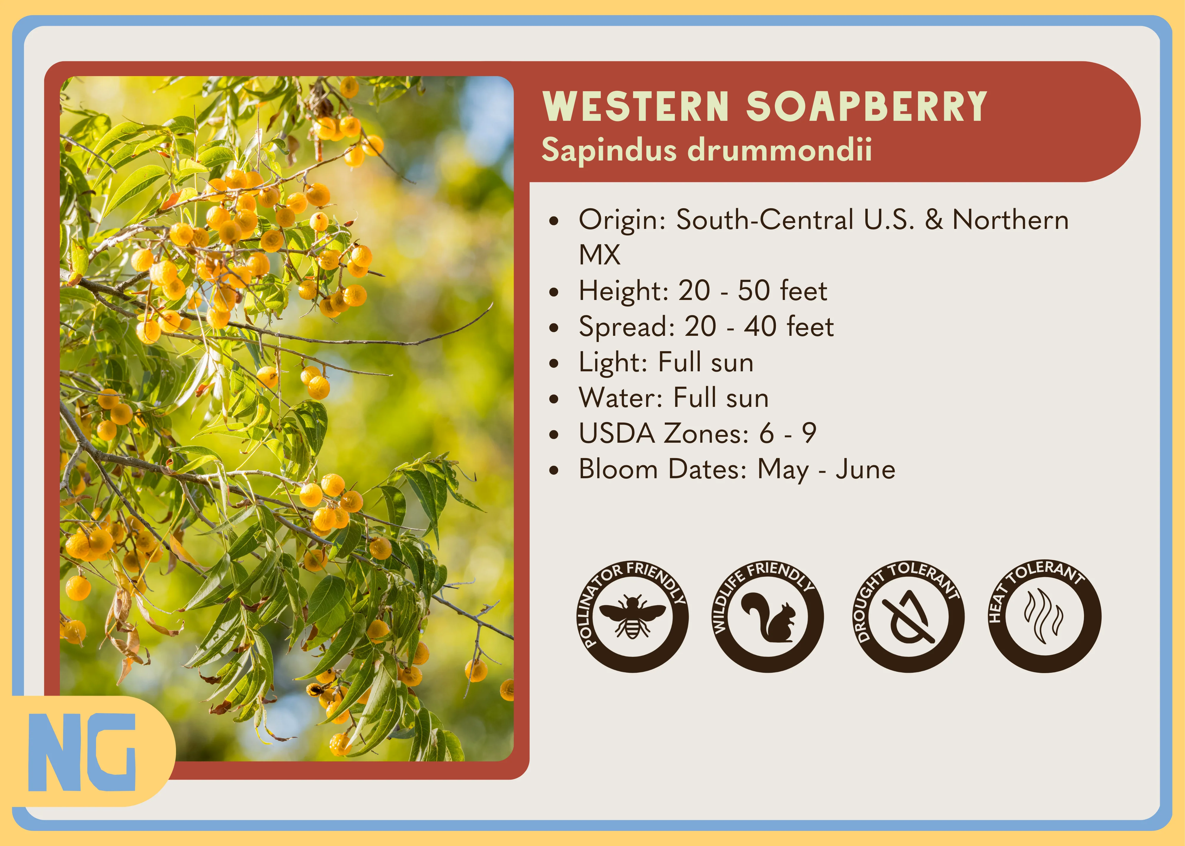 Western Soapberry - Image 4