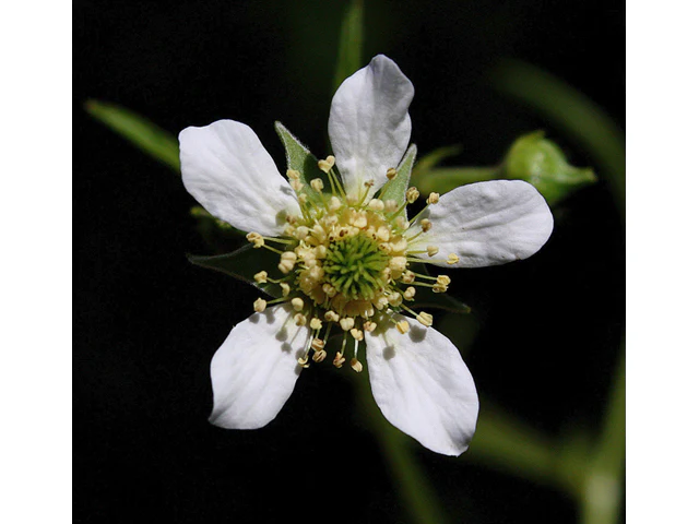 White Avens - Image 3
