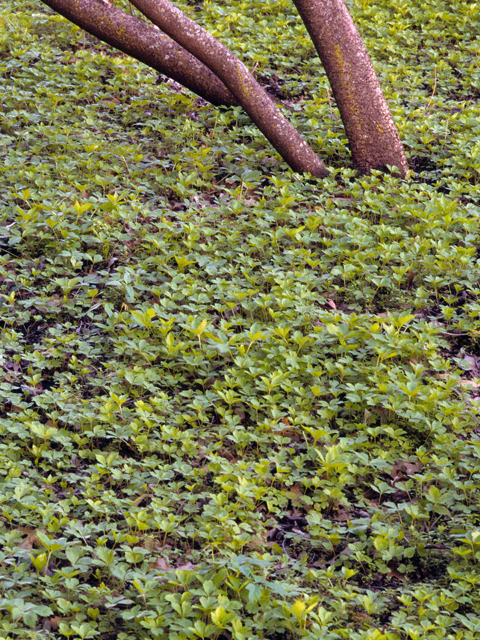 White Avens - Image 4
