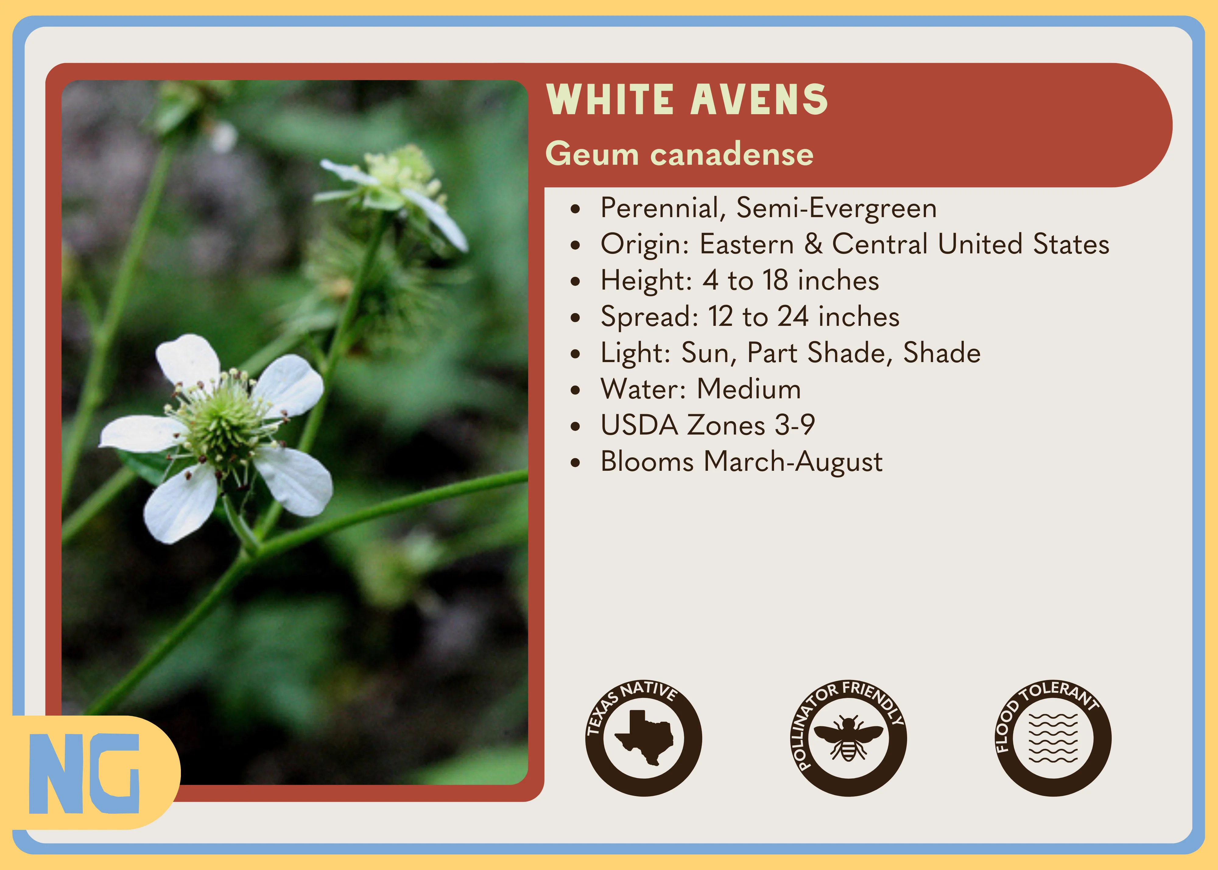 White Avens - Image 5
