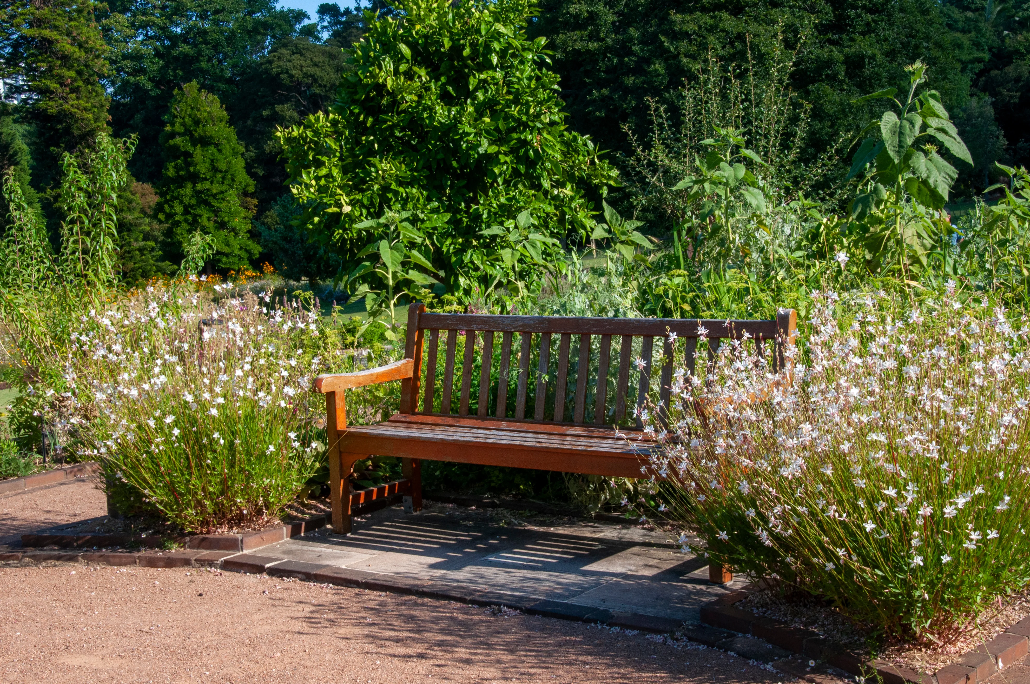 White Gaura - Image 3