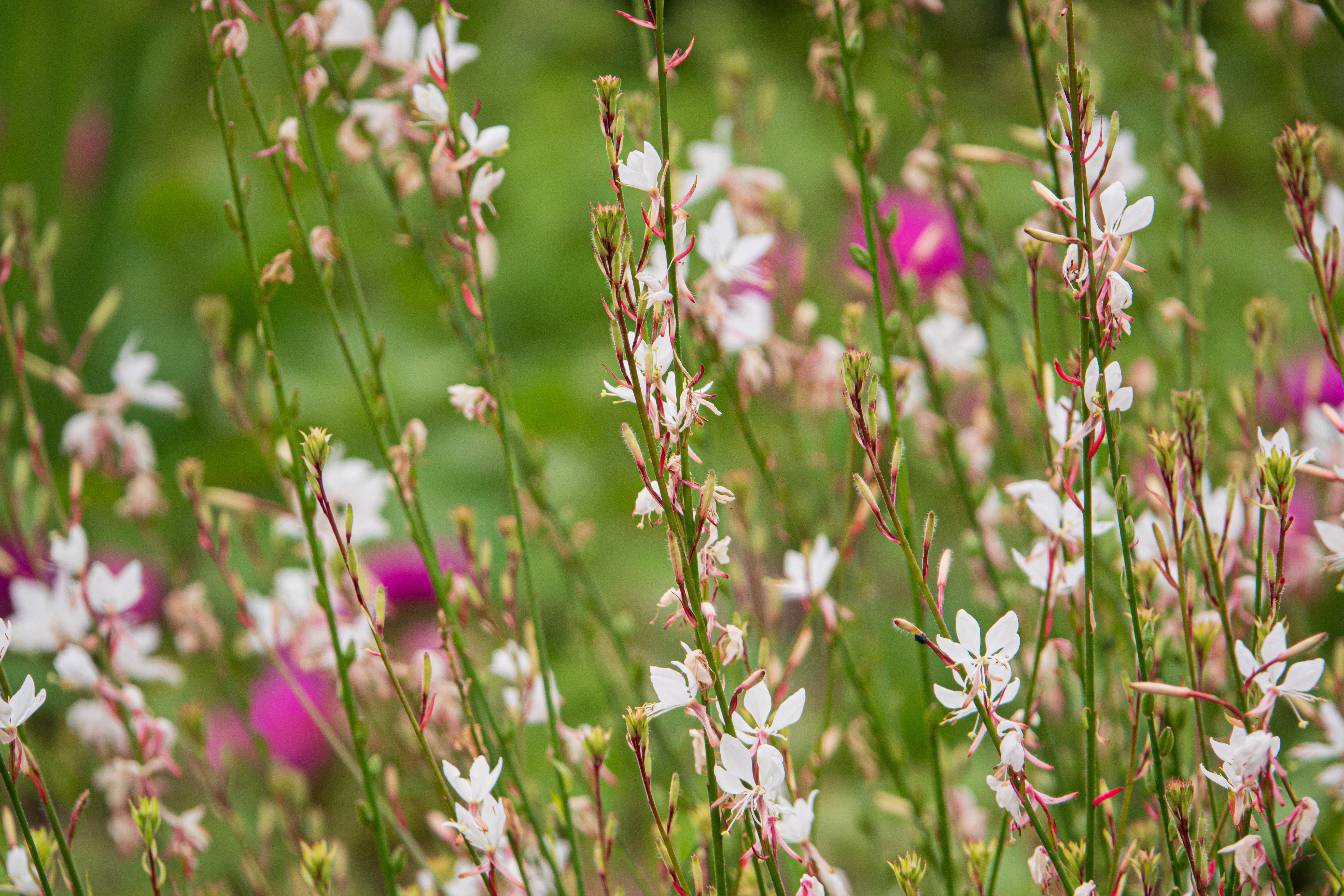 White Gaura - Image 4