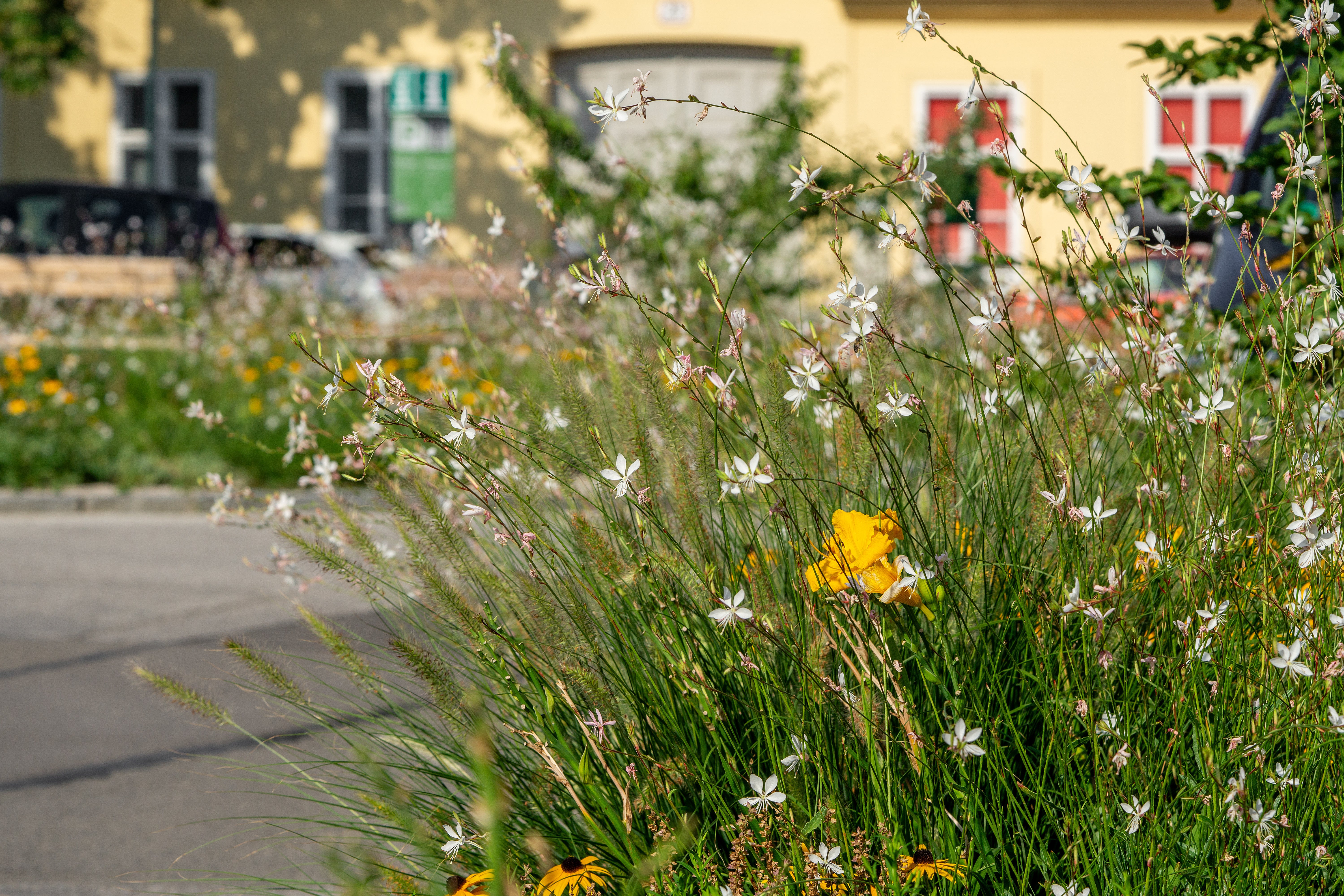 White Gaura - Image 5