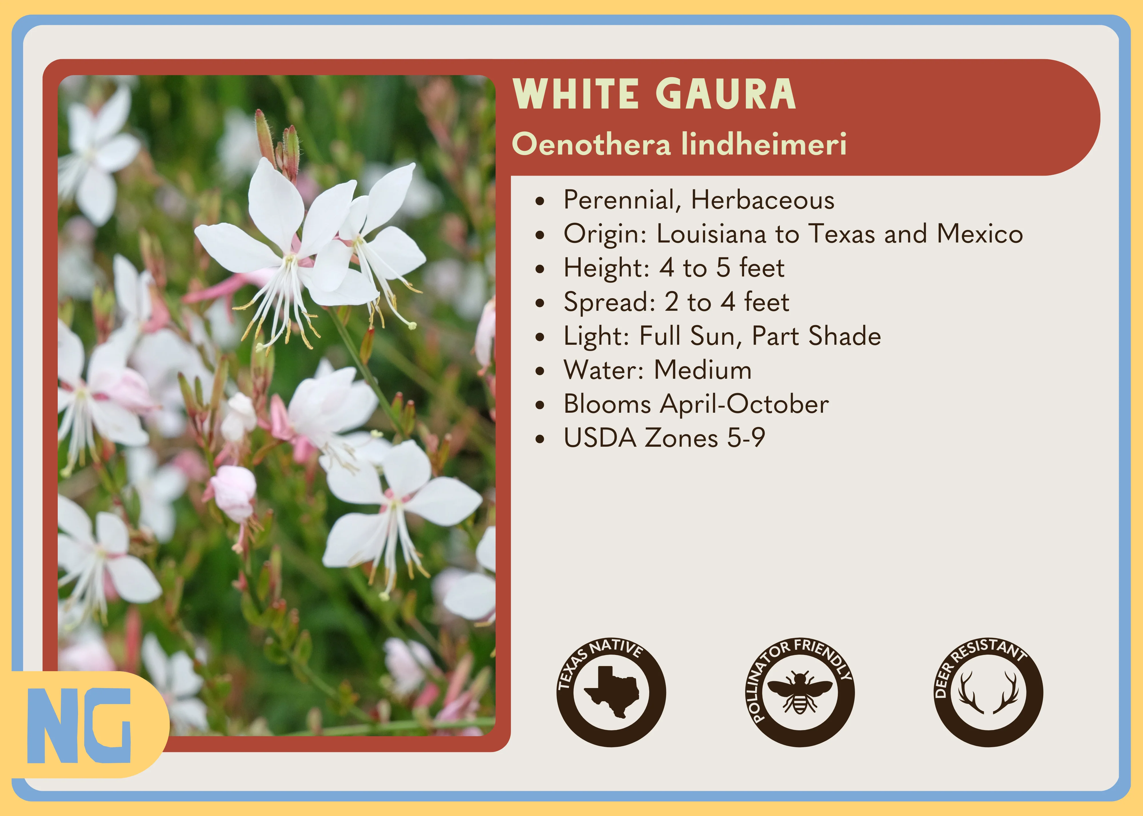 White Gaura - Image 6