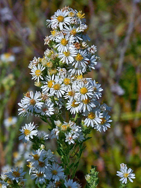 White Heath Aster - Image 2