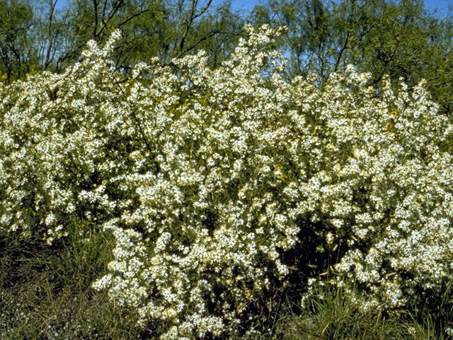 White Heath Aster - Image 3