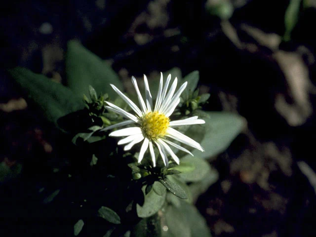 White Heath Aster - Image 4