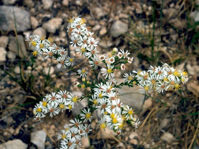 White Heath Aster - Image 5