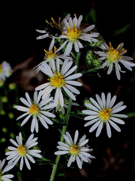 White Heath Aster - Image 6