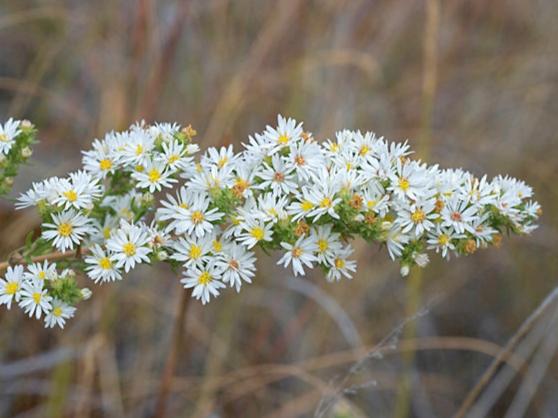 White Heath Aster - Image 7