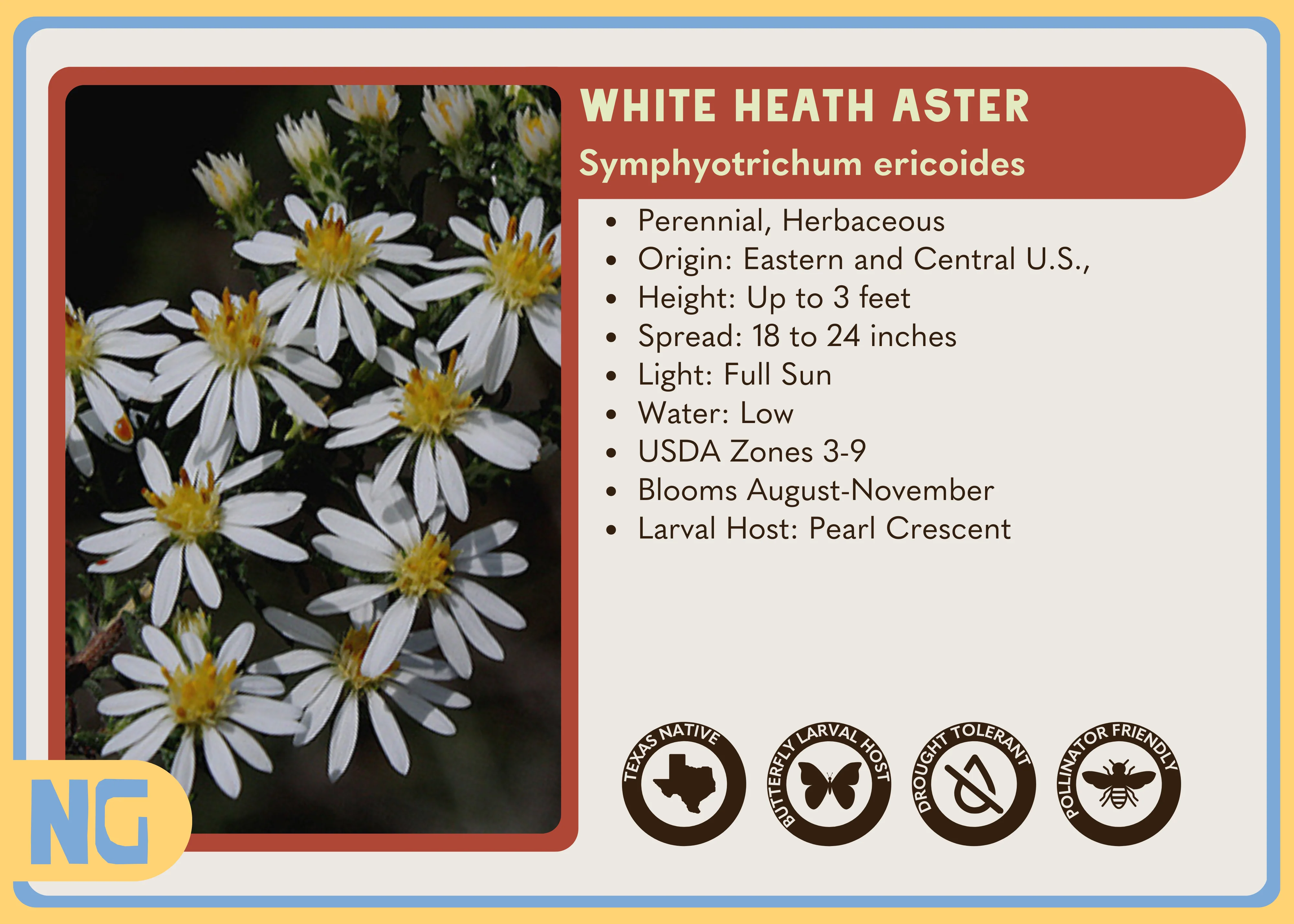 White Heath Aster - Image 8