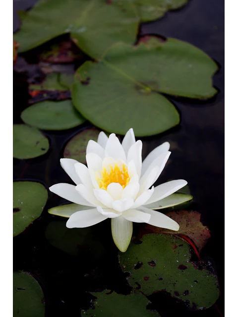White Waterlily - Image 3