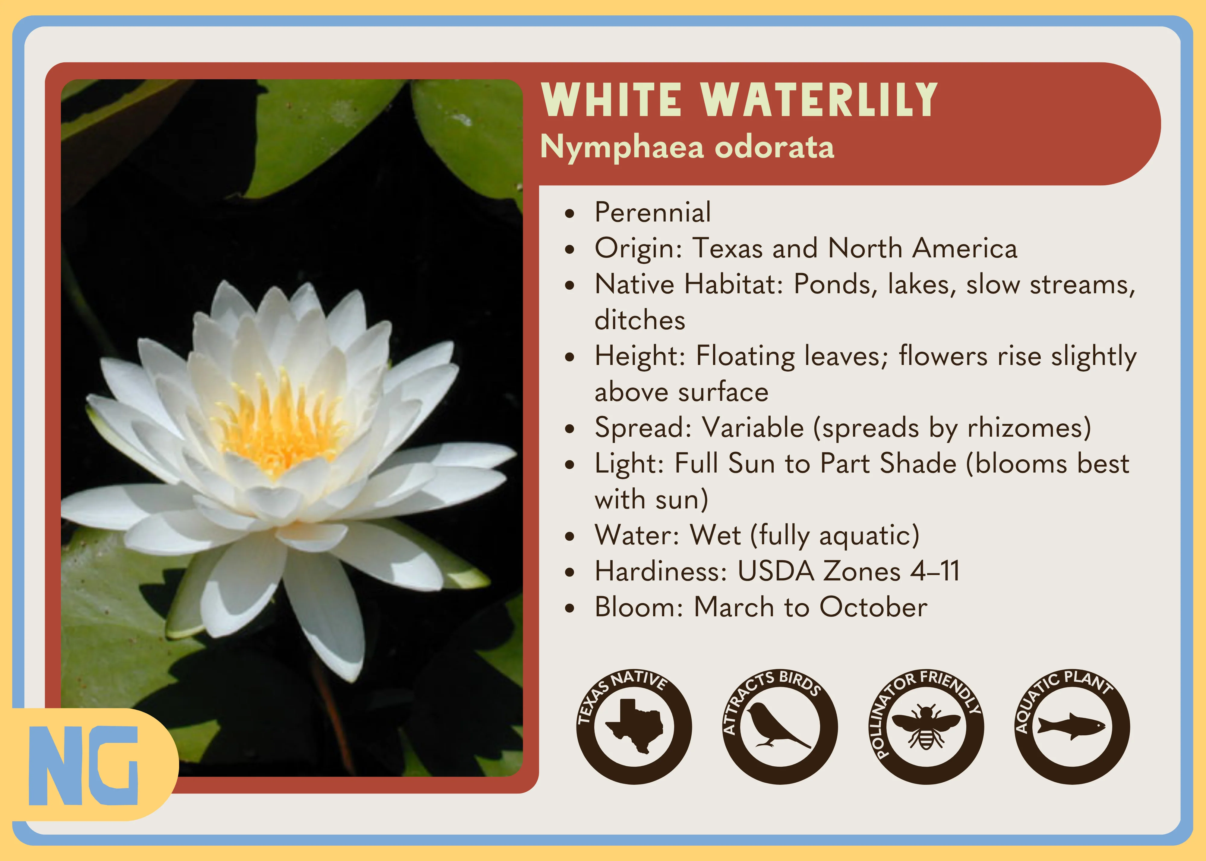 White Waterlily - Image 4