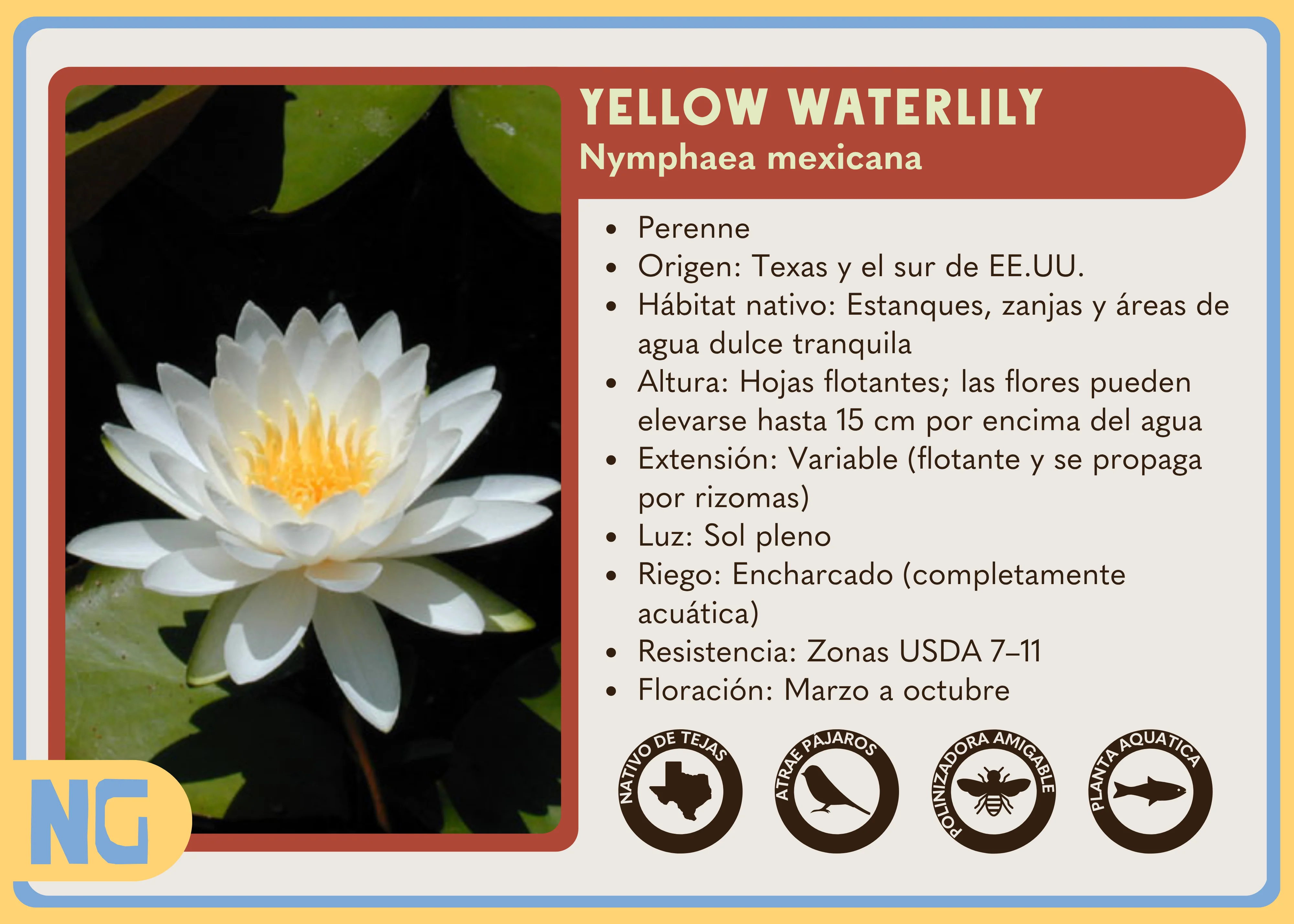 White Waterlily - Image 5