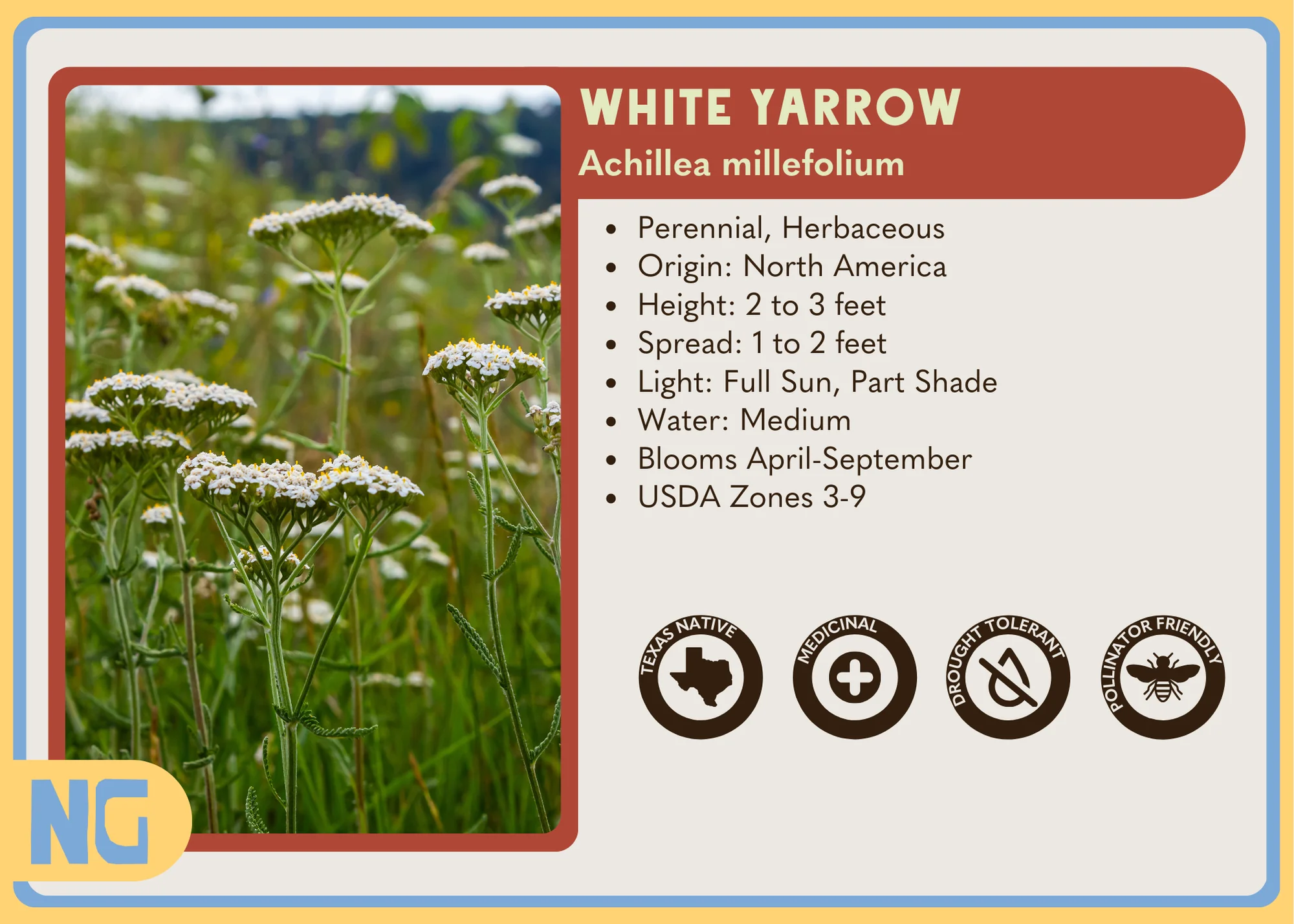 White Yarrow - Image 3