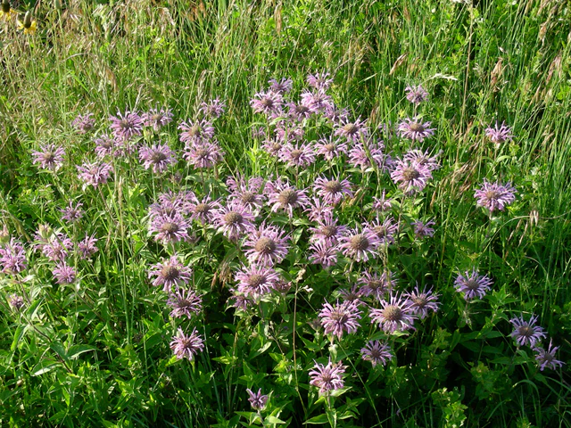 Wild Bergamot - Image 2