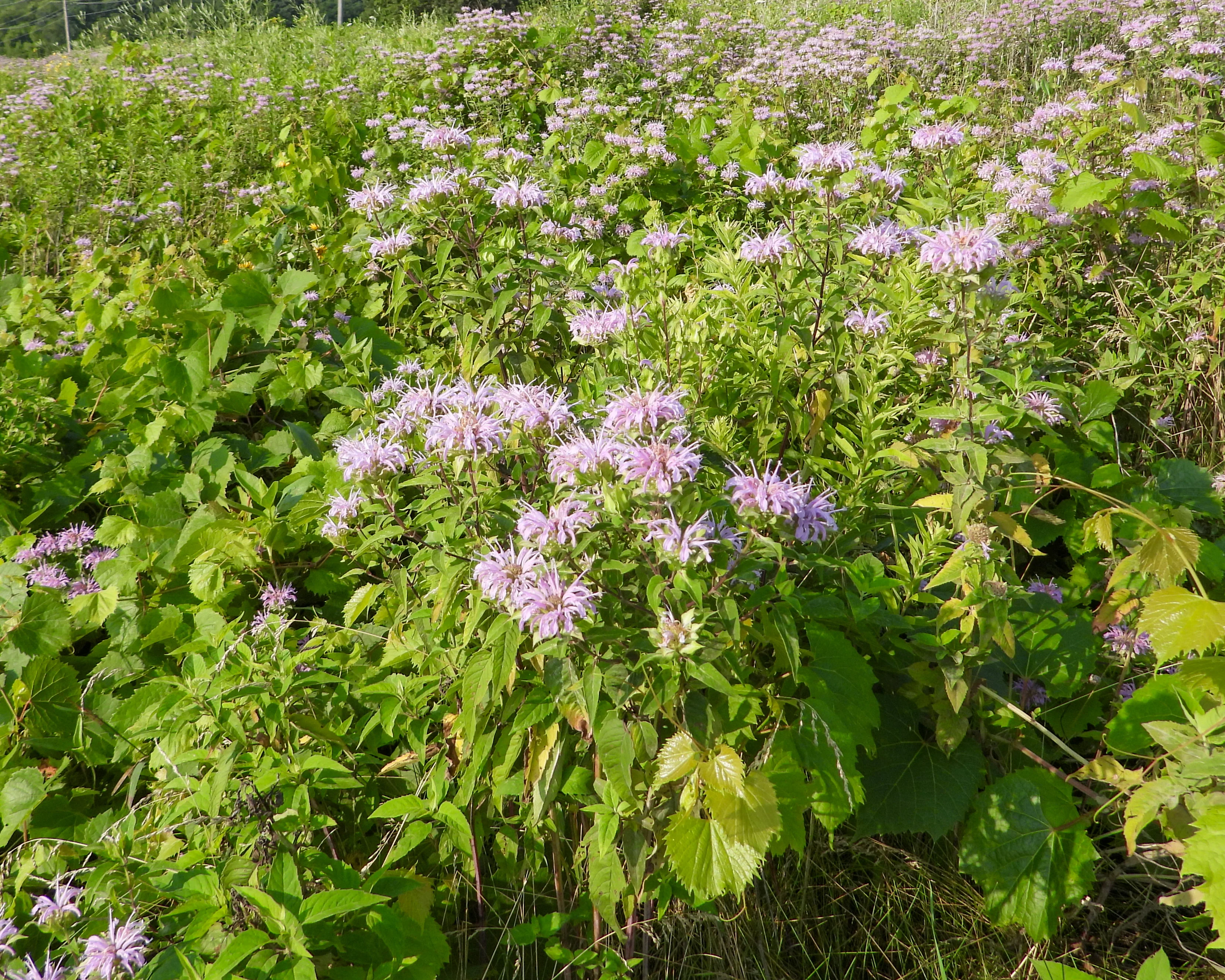 Wild Bergamot - Image 3